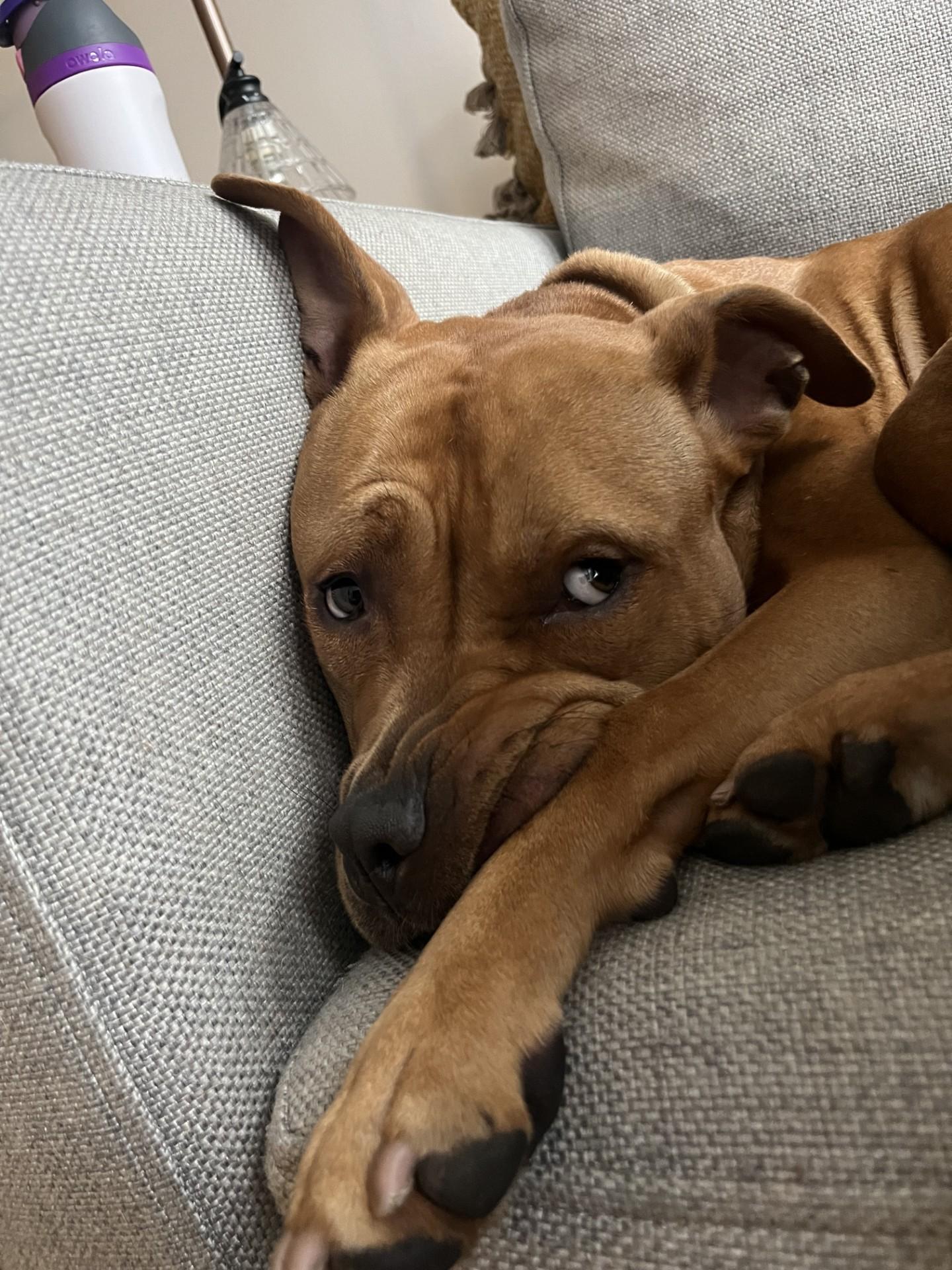 Enlarge June , a Adoptable mixed breed in Bridgewater, NJ image 5/5