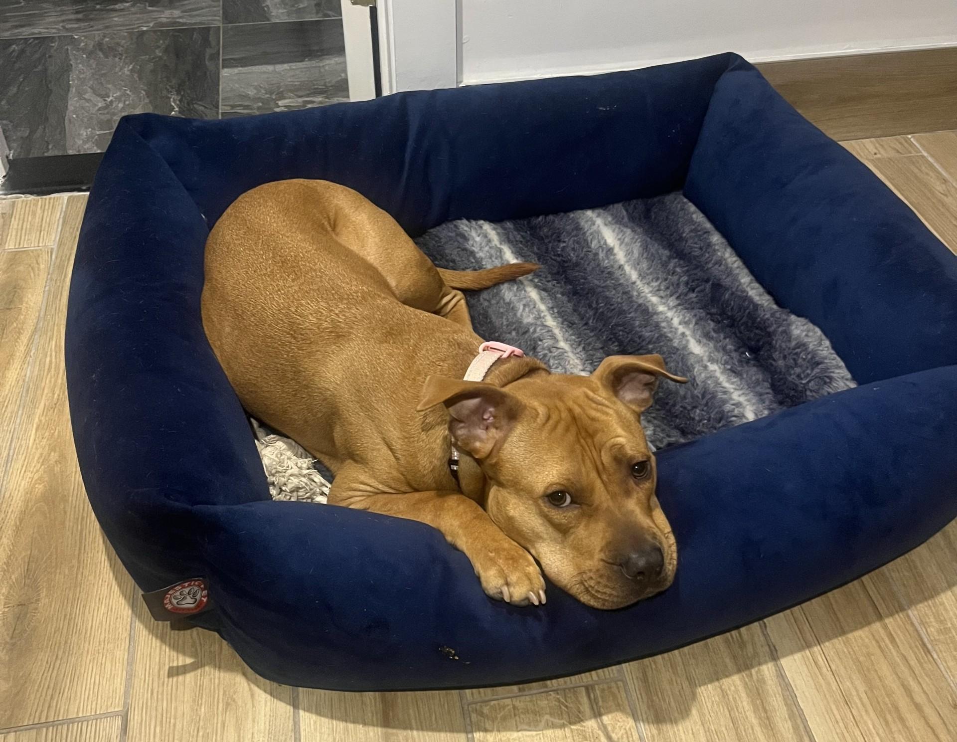 Enlarge June , a Adoptable mixed breed in Bridgewater, NJ image 3/5