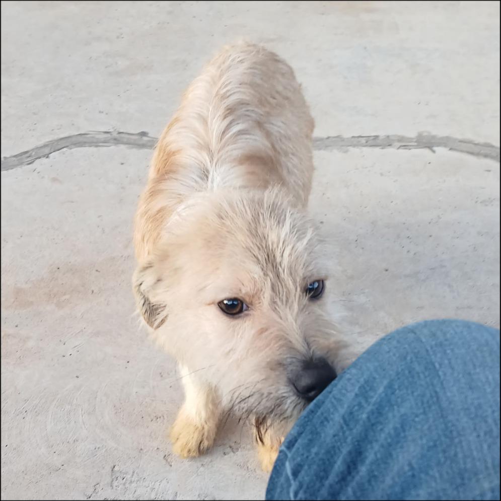 Starsky, Adoptable, Adult Male Cairn Terrier & Wirehaired Terrier.