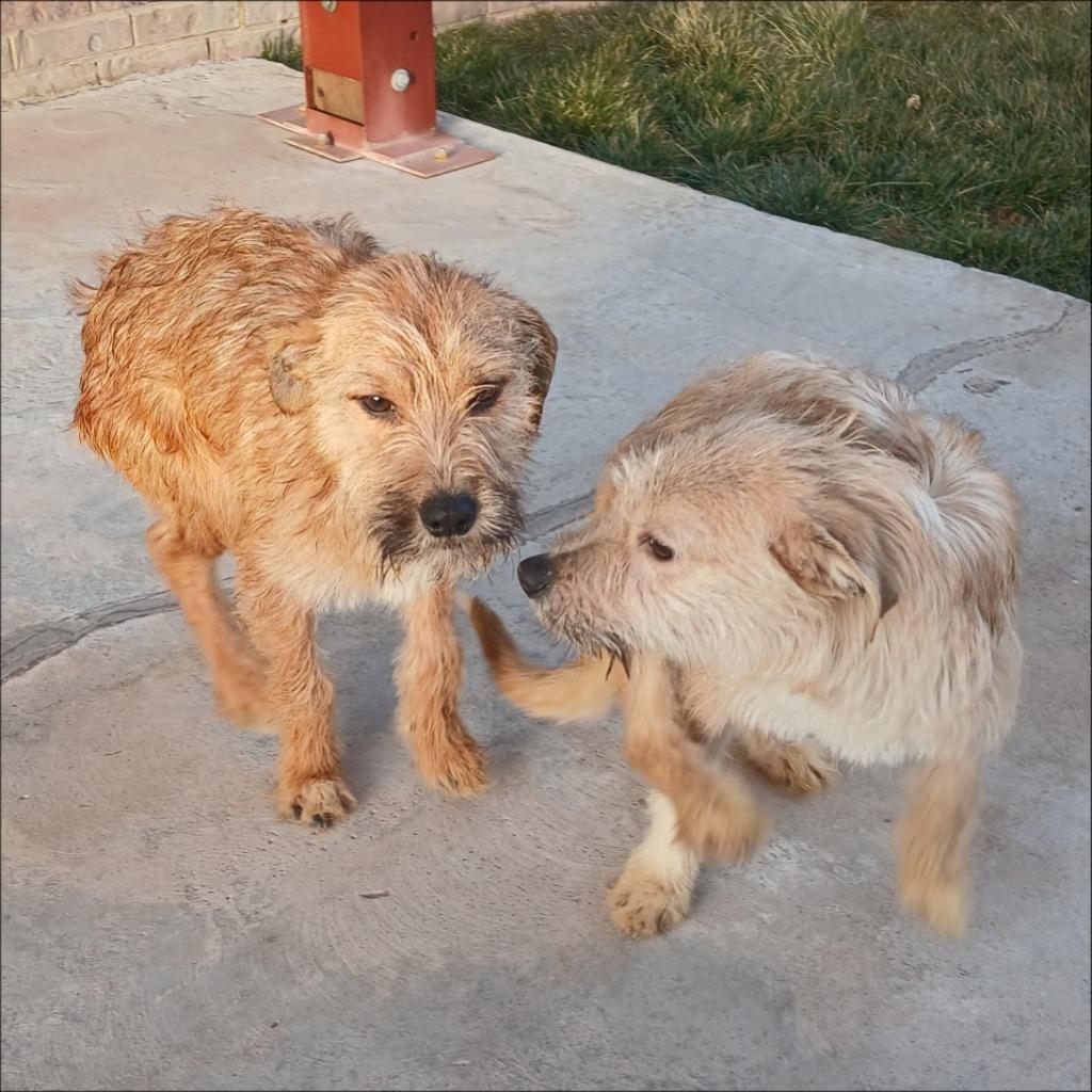 Enlarge Starsky, a Adoptable mixed breed in Thompson Falls, MT image 2/3