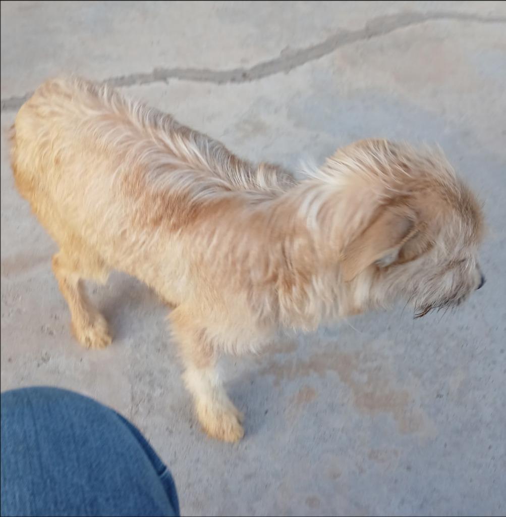 Enlarge Starsky, a Adoptable mixed breed in Thompson Falls, MT image 3/3