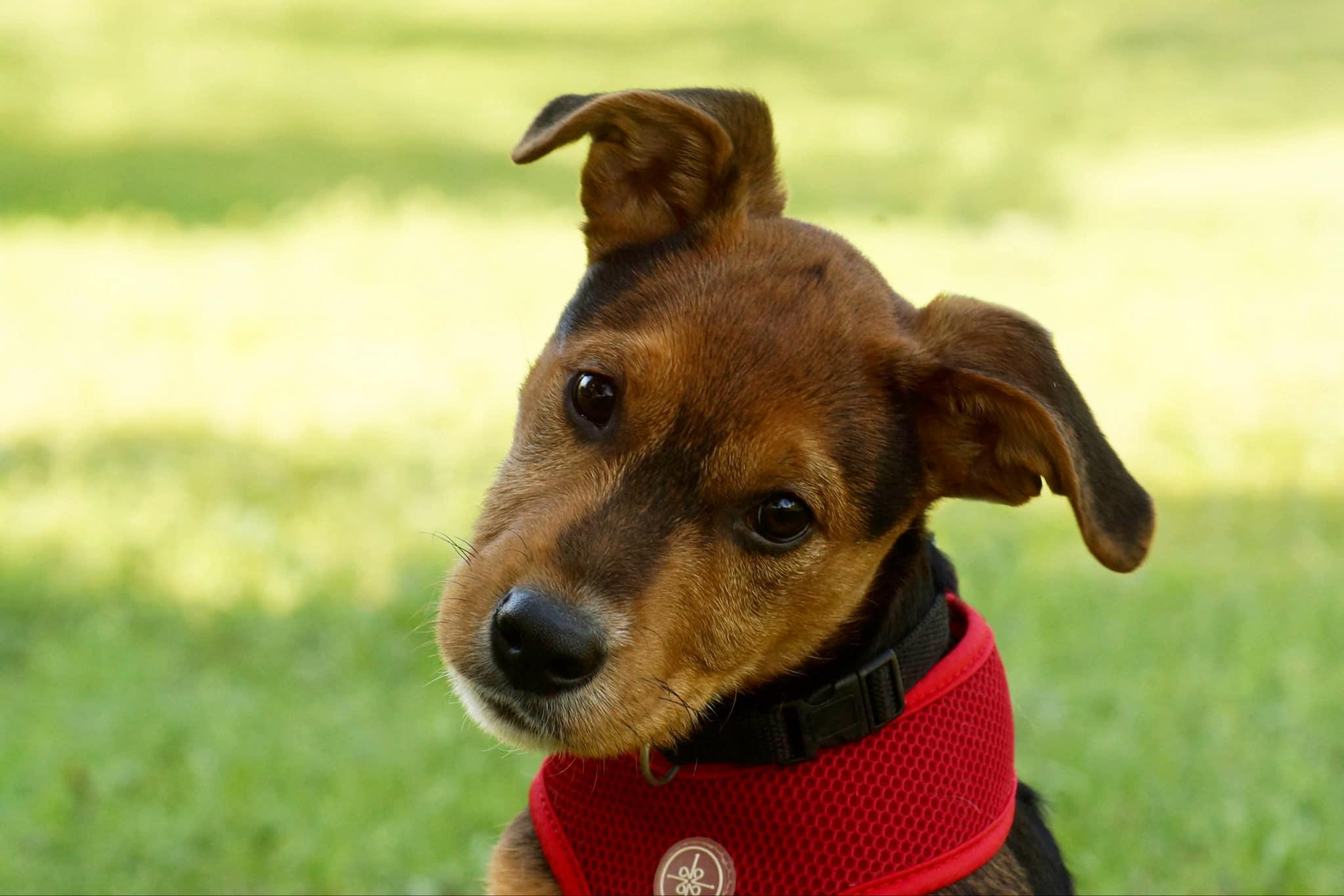 Gunner, Adoptable, Puppy Male German Shepherd Dog & Pit Bull Terrier.