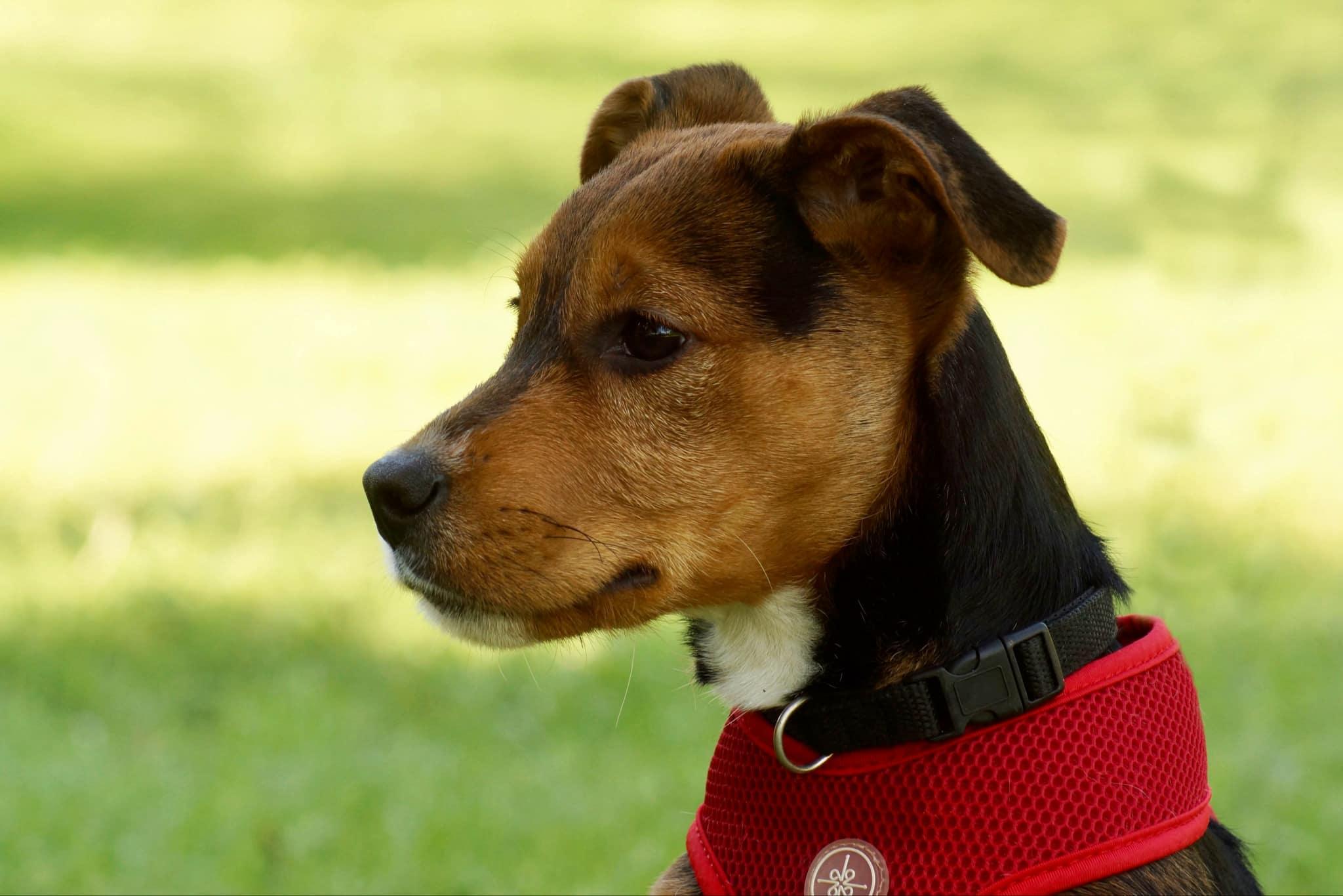 Gunner, a Adoptable mixed breed in Belton, SC image 2/6