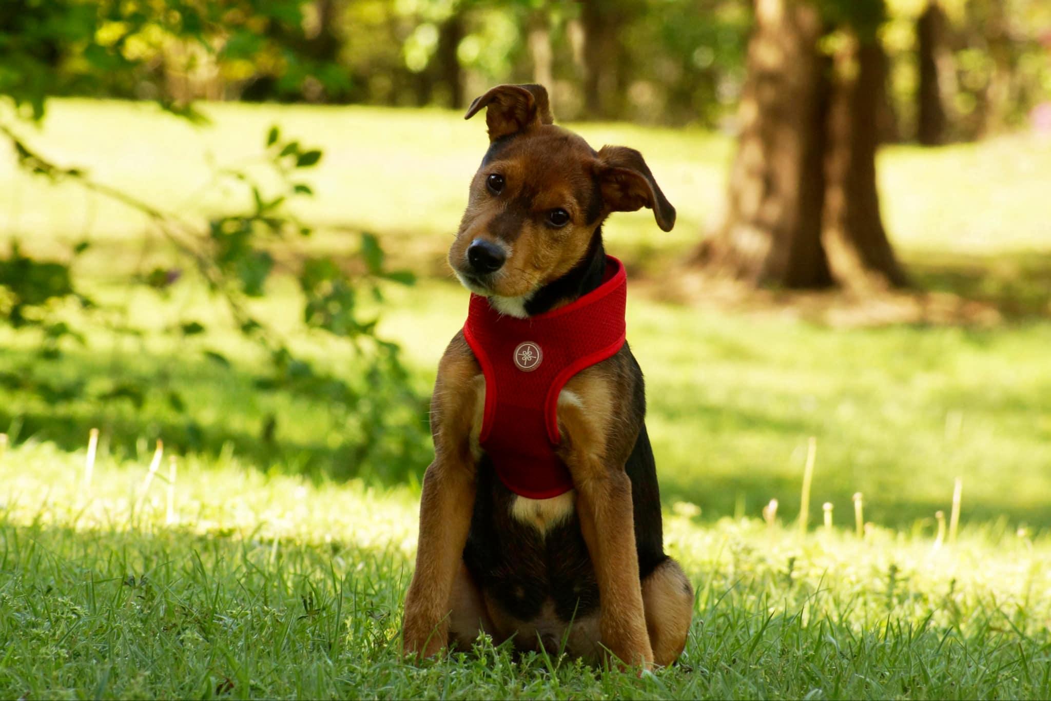 Gunner, a Adoptable mixed breed in Belton, SC image 4/6