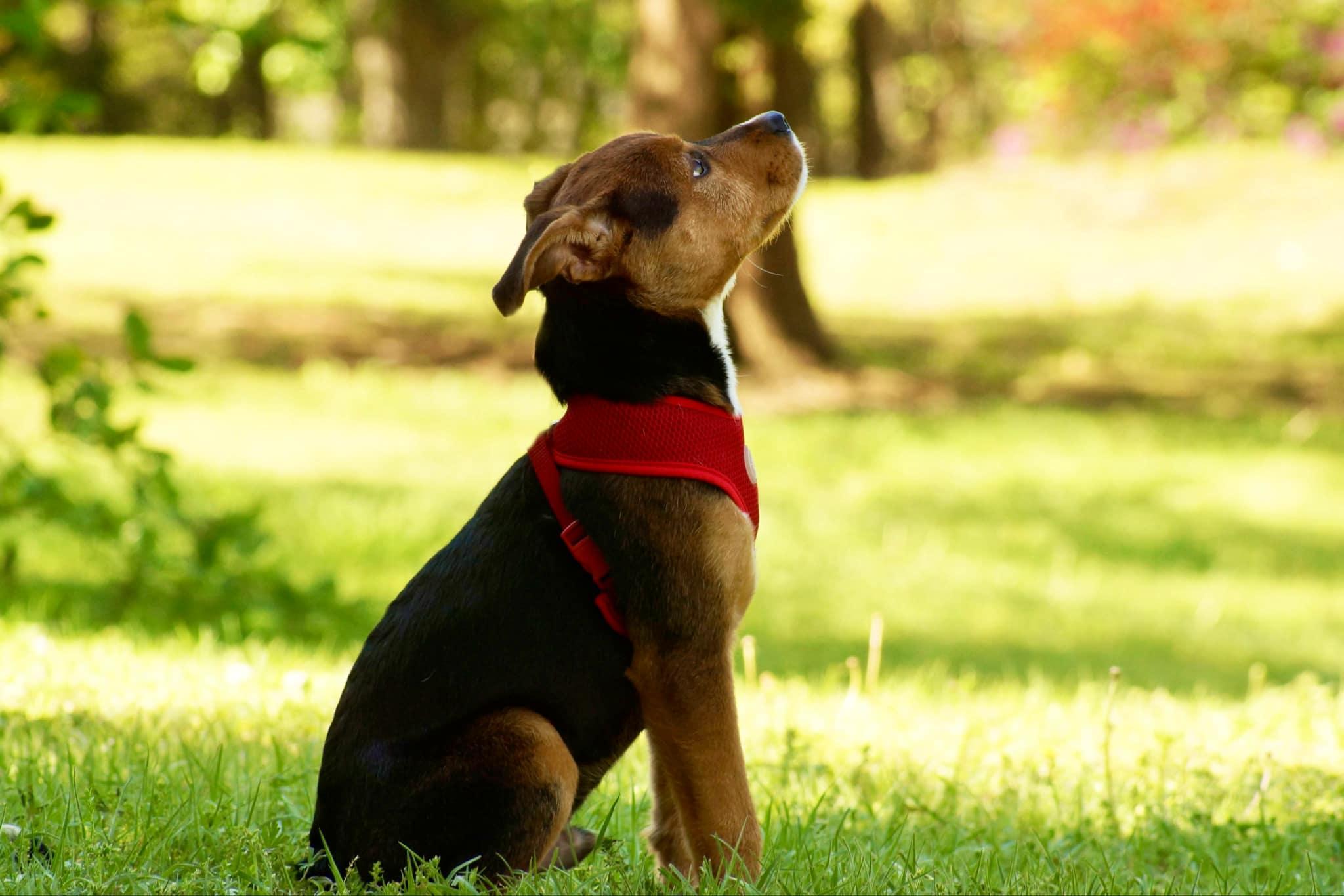 Gunner, a Adoptable mixed breed in Belton, SC image 5/6