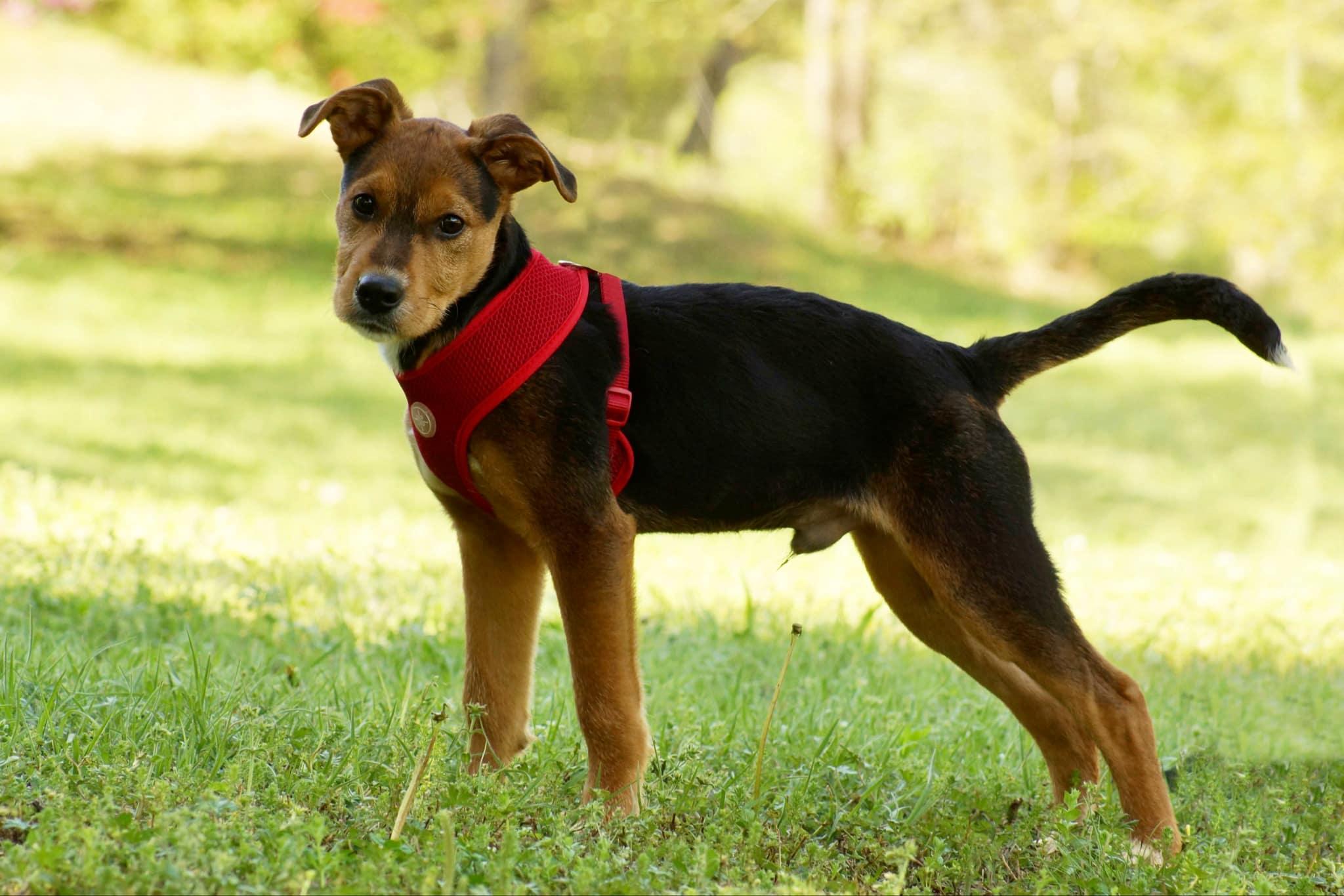 Gunner, a Adoptable mixed breed in Belton, SC image 6/6