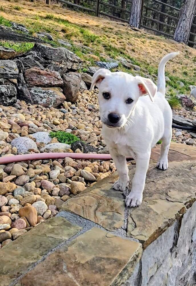 Yukon, a Adoptable mixed breed in Evergreen, CO image 6/6