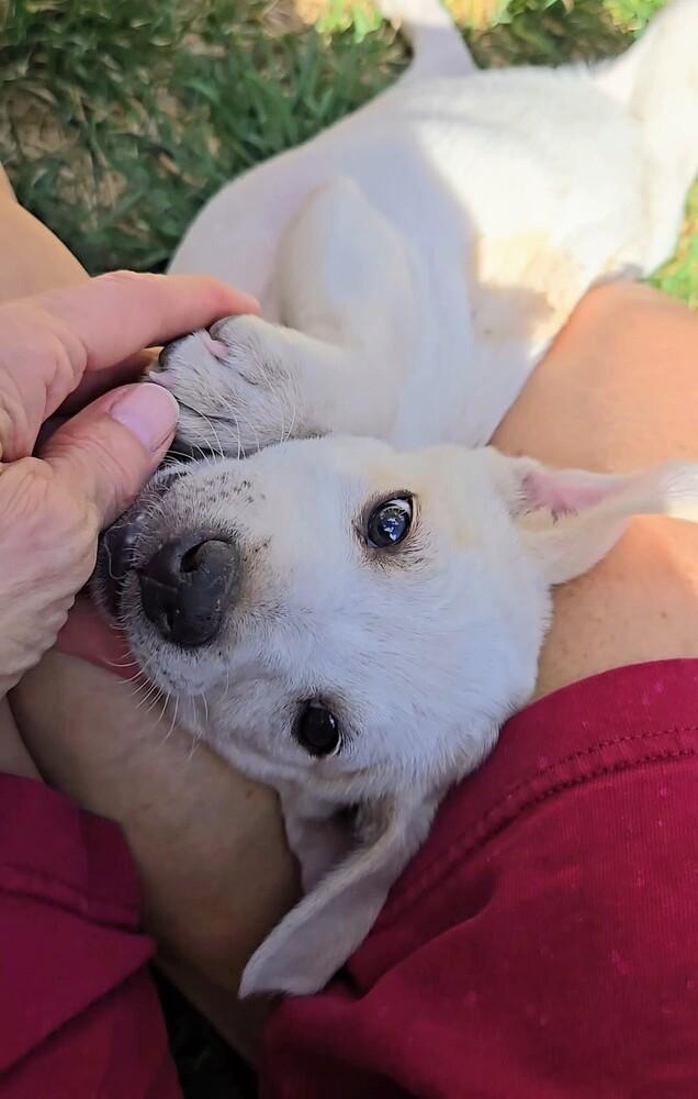 Yukon, a Adoptable mixed breed in Evergreen, CO image 5/6