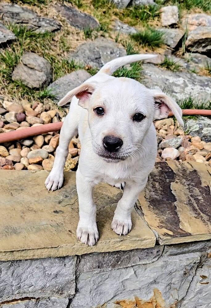 Yukon, a Adoptable mixed breed in Evergreen, CO image 1/6
