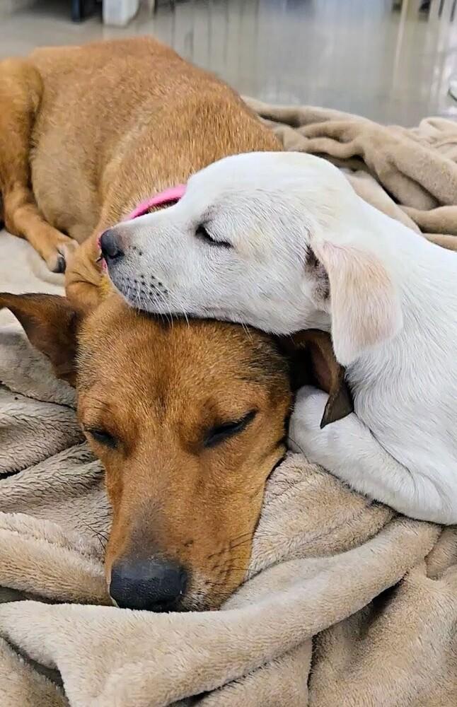 Yukon, a Adoptable mixed breed in Evergreen, CO image 3/6