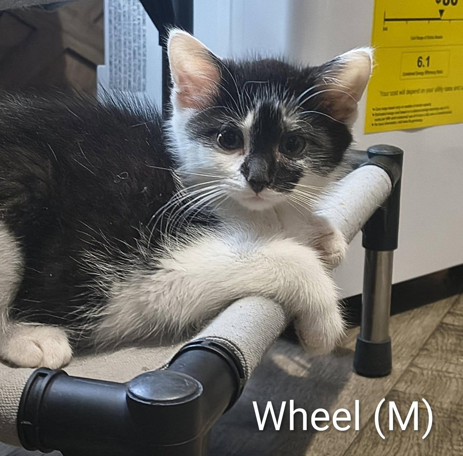 Wheel, a Adoptable Domestic Short Hair in Saugerties, NY image 1/2