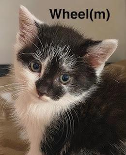 Wheel, a Adoptable Domestic Short Hair in Saugerties, NY image 2/2