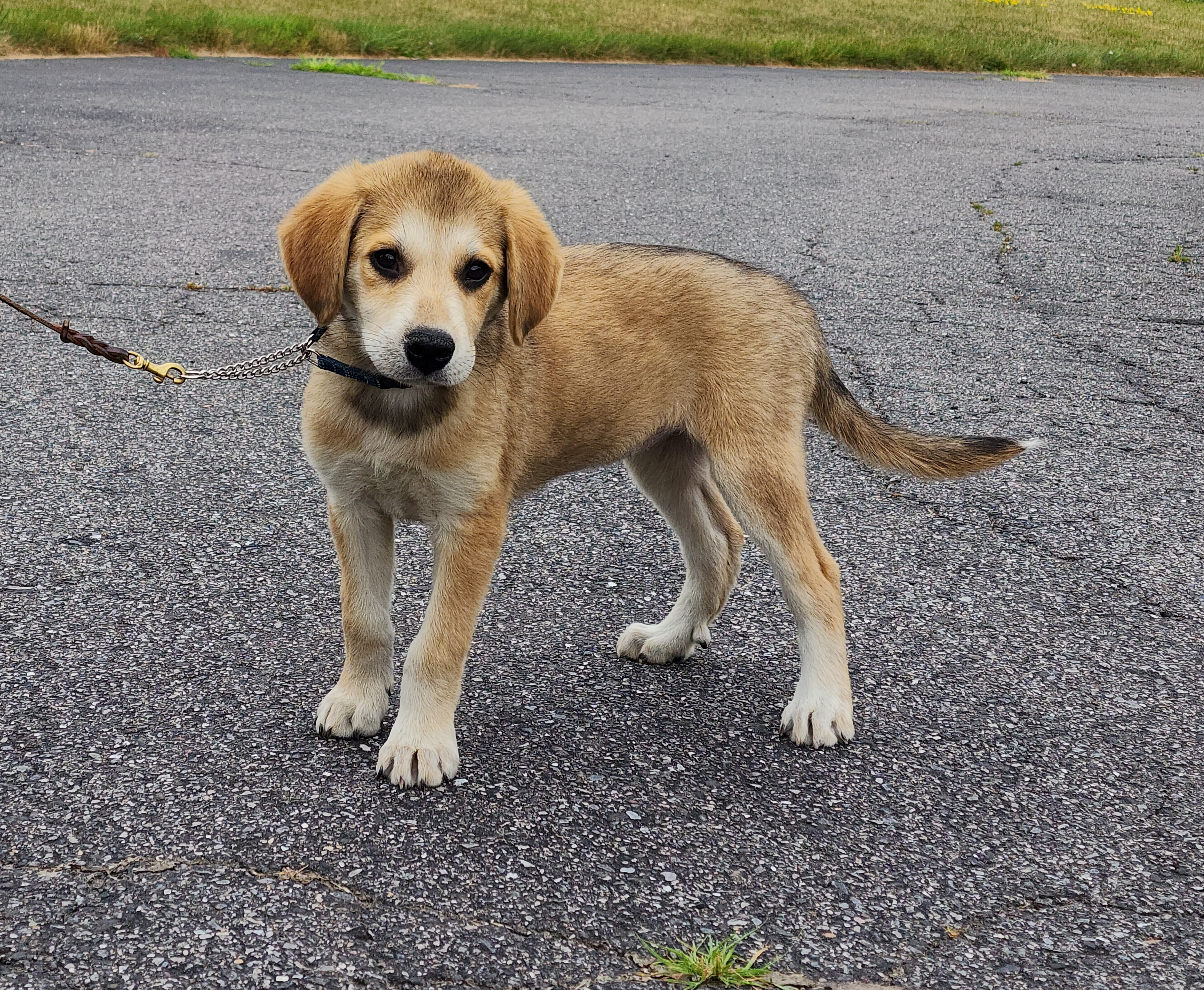 Enlarge Ripley~ADOPTED, a Adopted mixed breed in Milford, NJ image 1/6