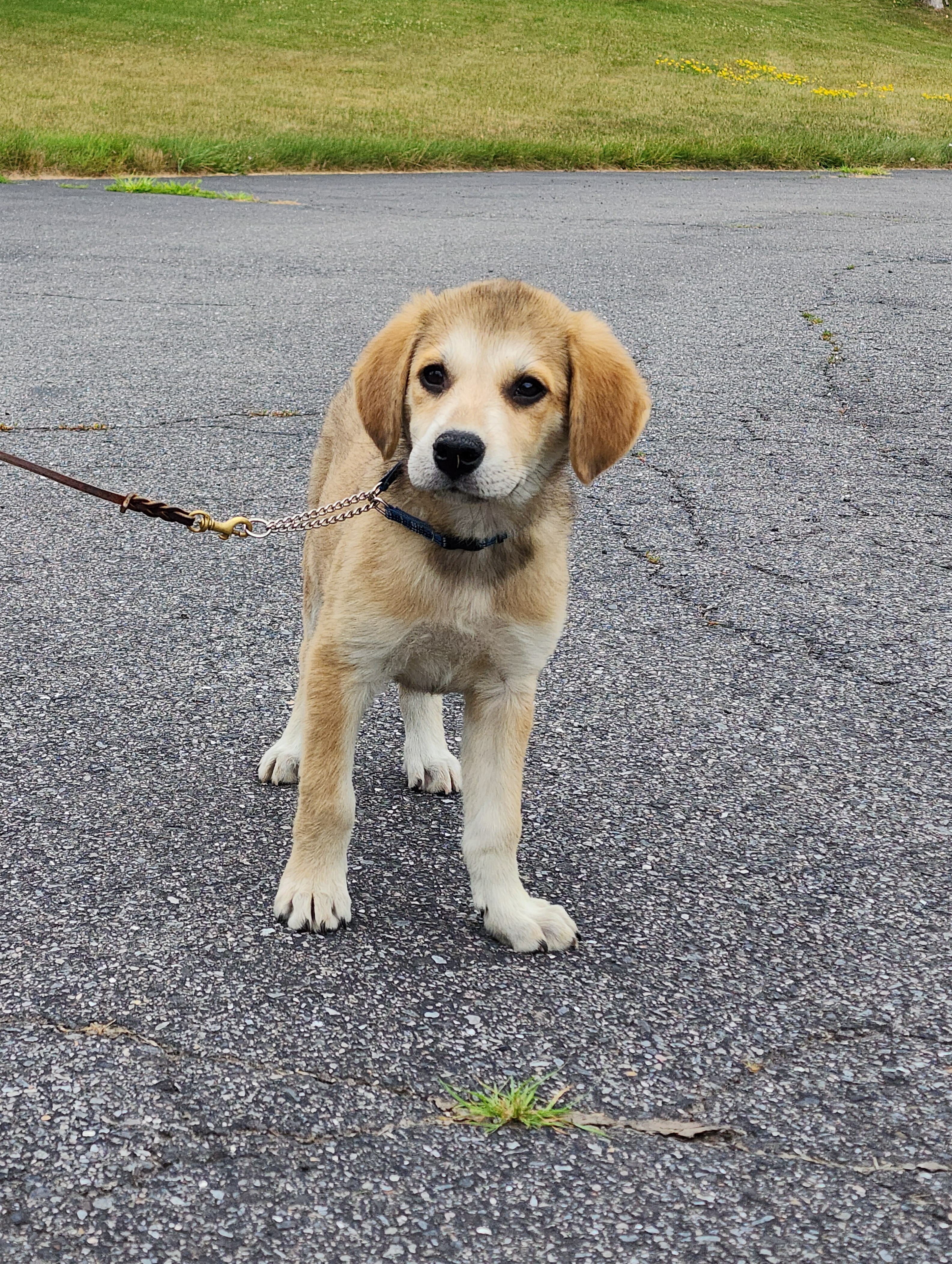 Enlarge Ripley~ADOPTED, a Adopted mixed breed in Milford, NJ image 2/6