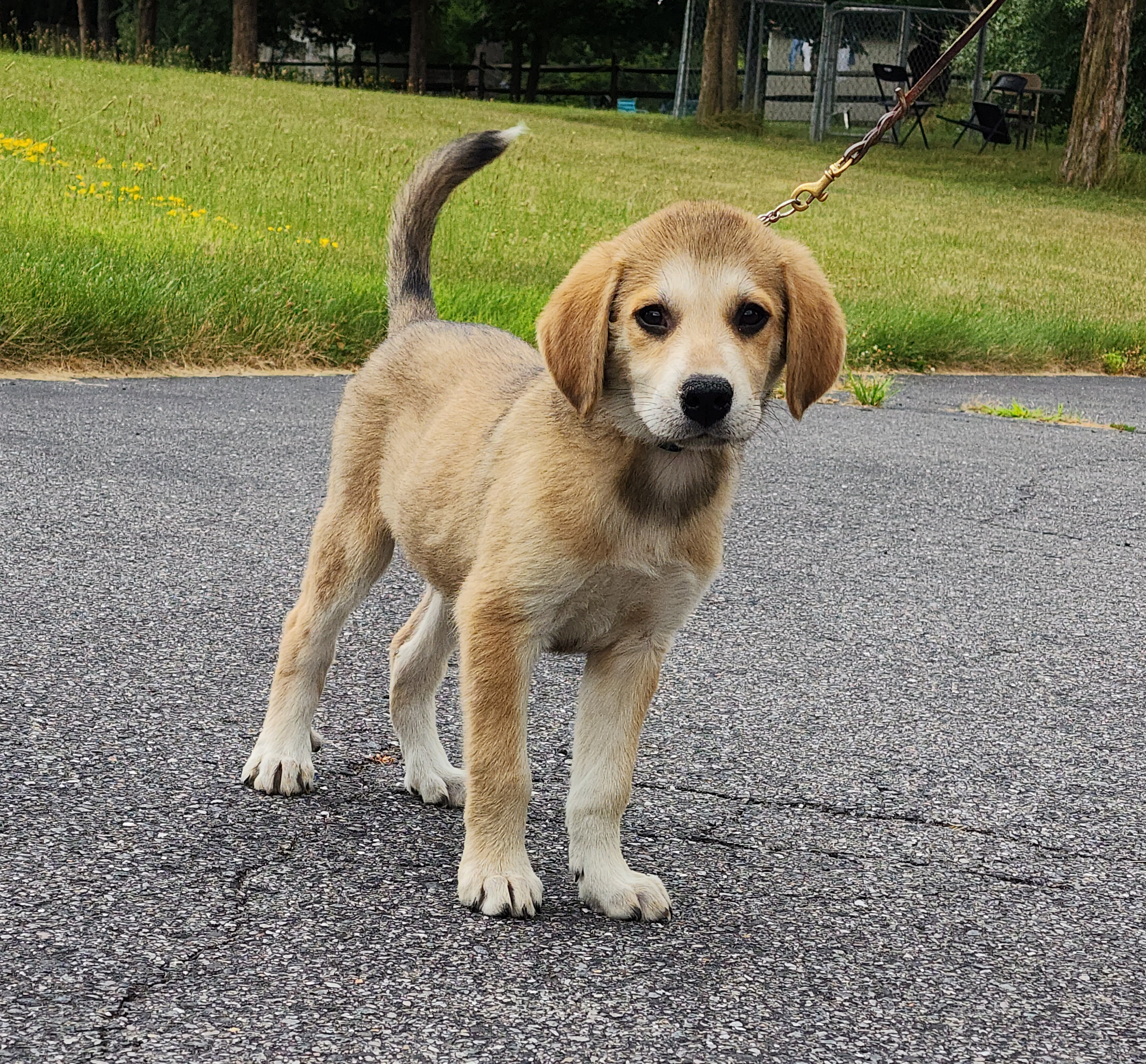 Enlarge Ripley~ADOPTED, a Adopted mixed breed in Milford, NJ image 4/6