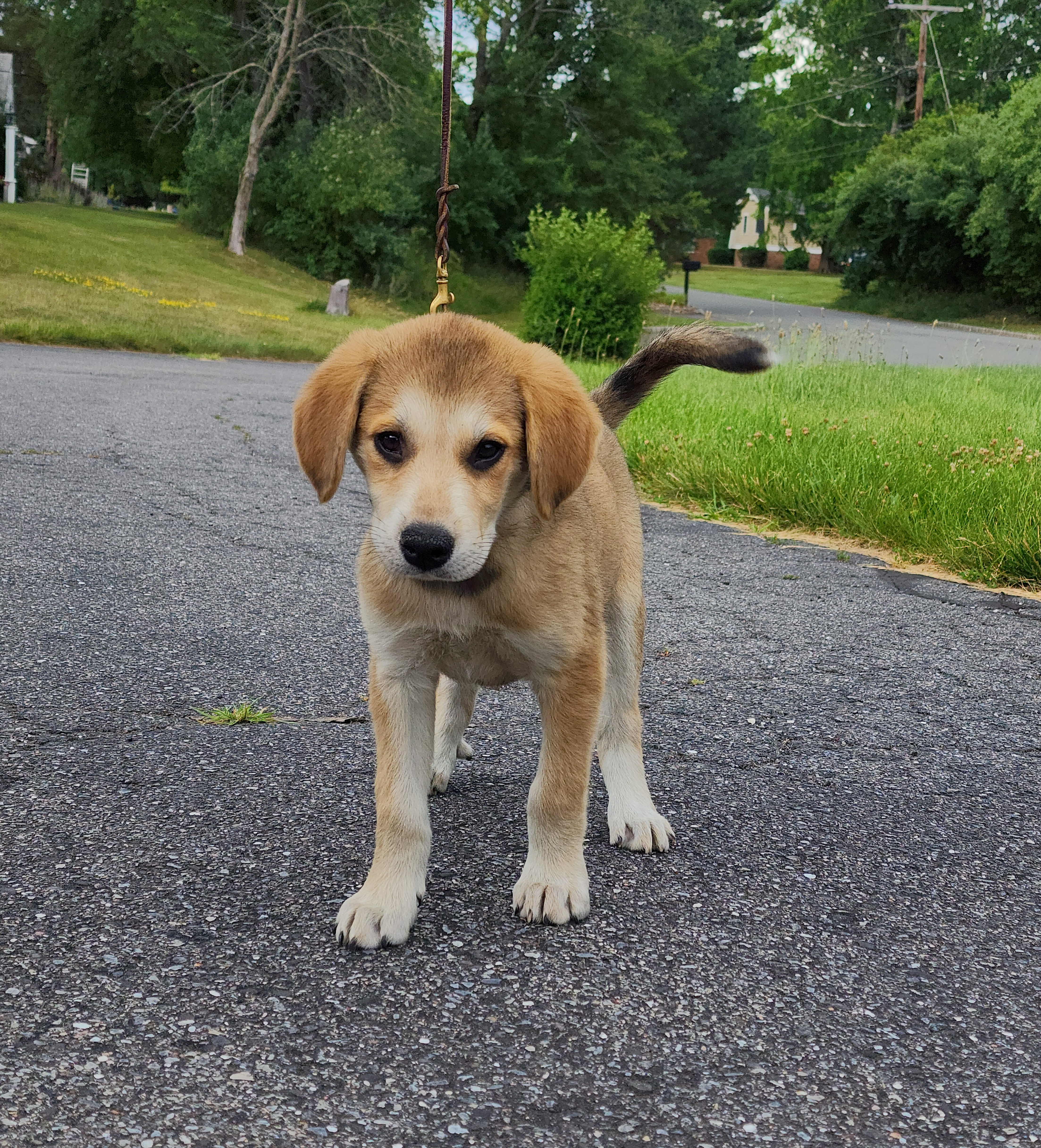 Enlarge Ripley~ADOPTED, a Adopted mixed breed in Milford, NJ image 5/6
