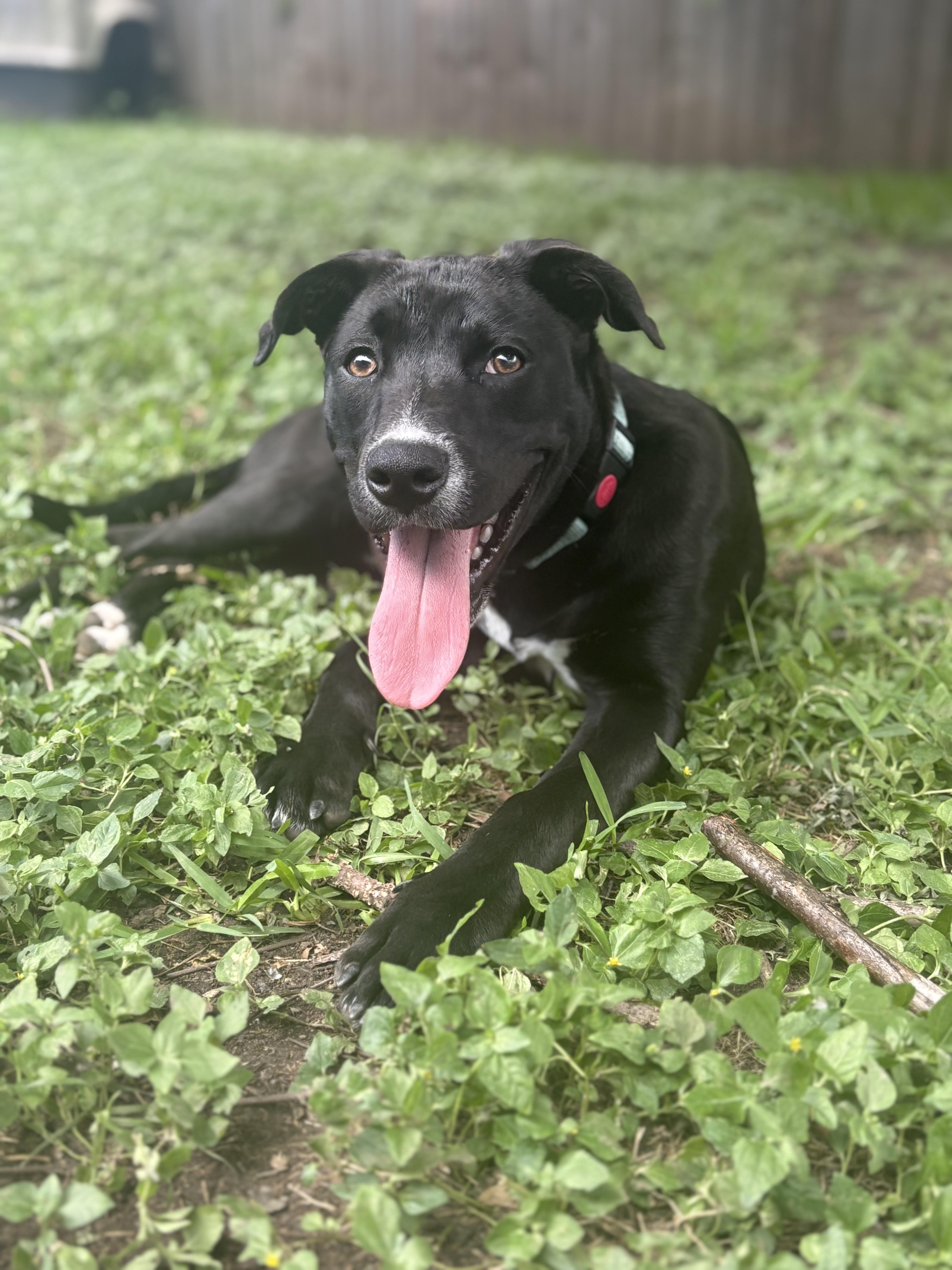 Enlarge Tahoe, an adopted mixed breed in Carlstadt, NJ image 4/6