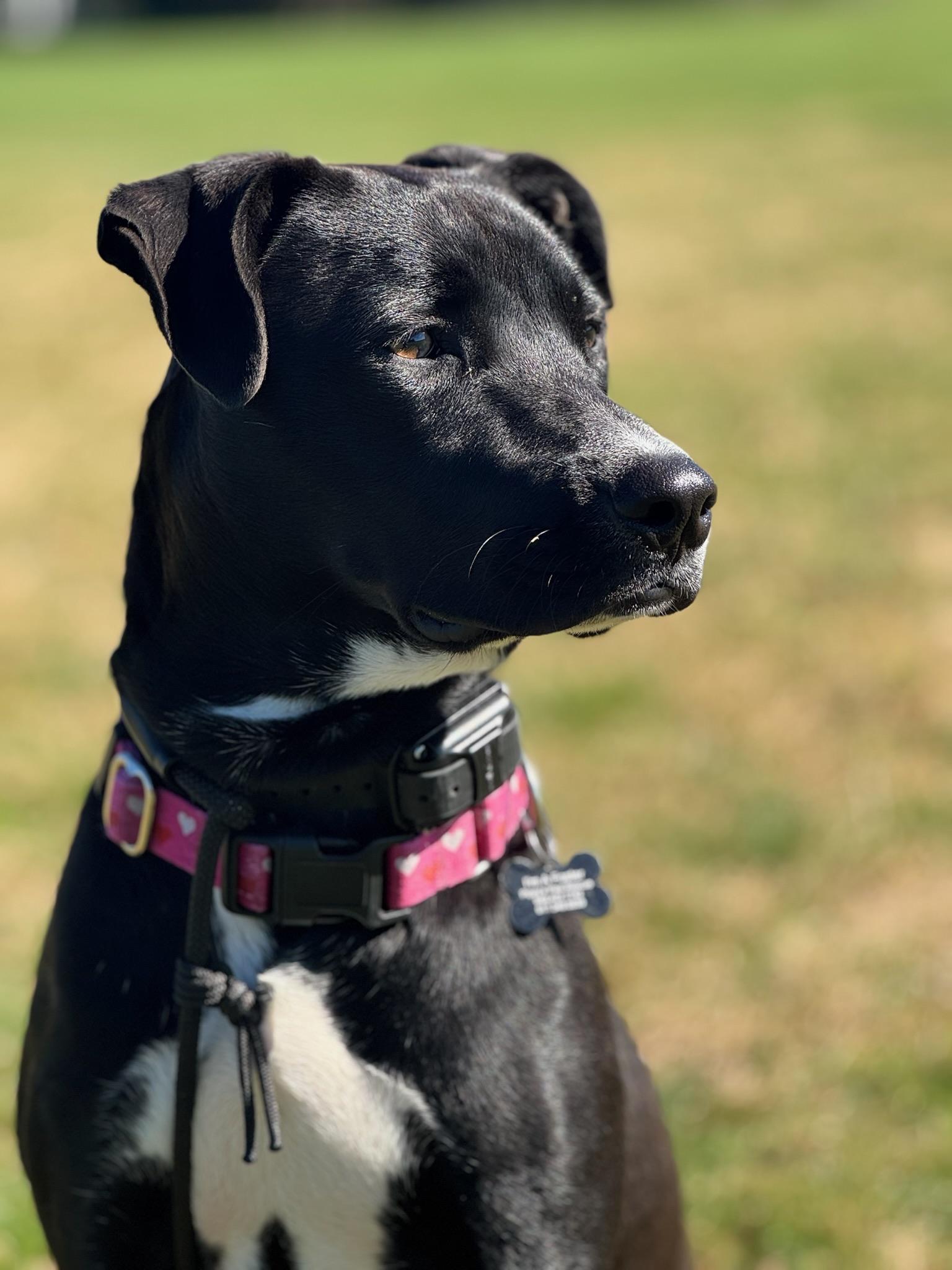 Enlarge Tahoe, an adopted mixed breed in Carlstadt, NJ image 5/6