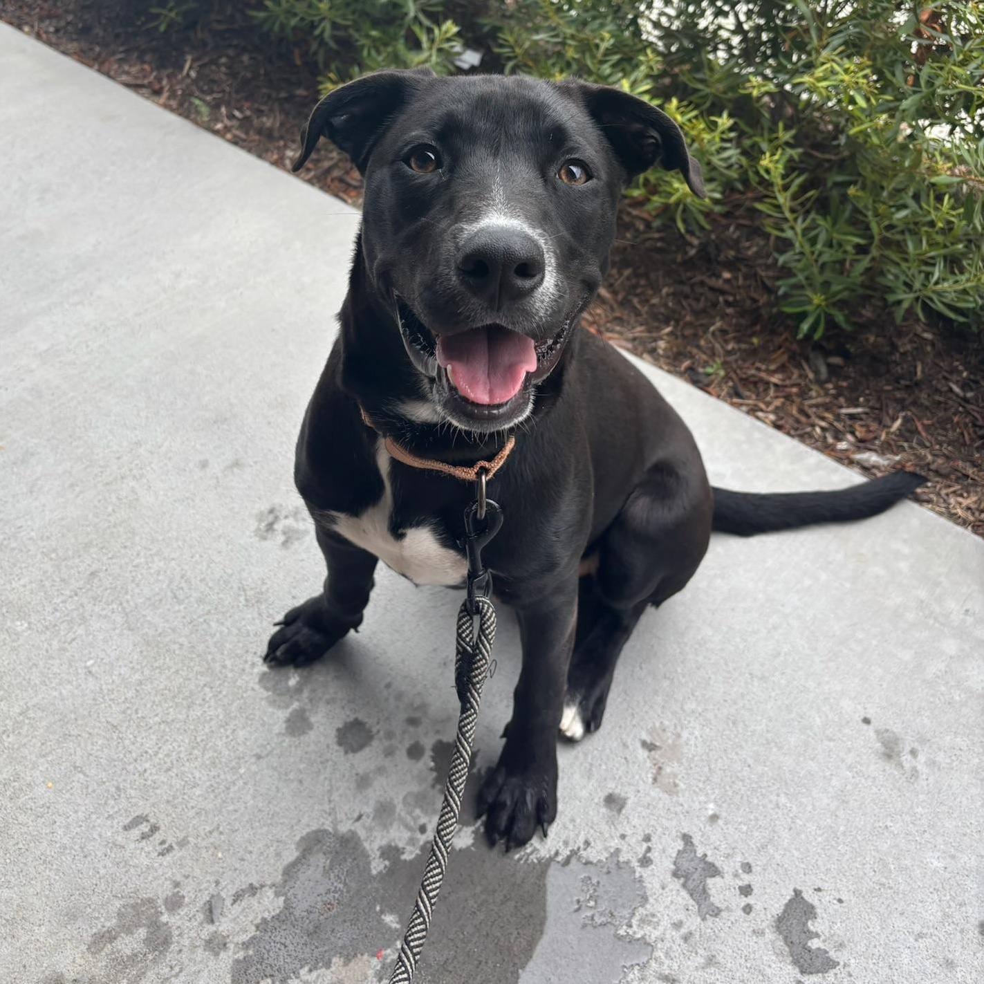 Tahoe, adopted, Young Male Black Labrador Retriever & Boxer.