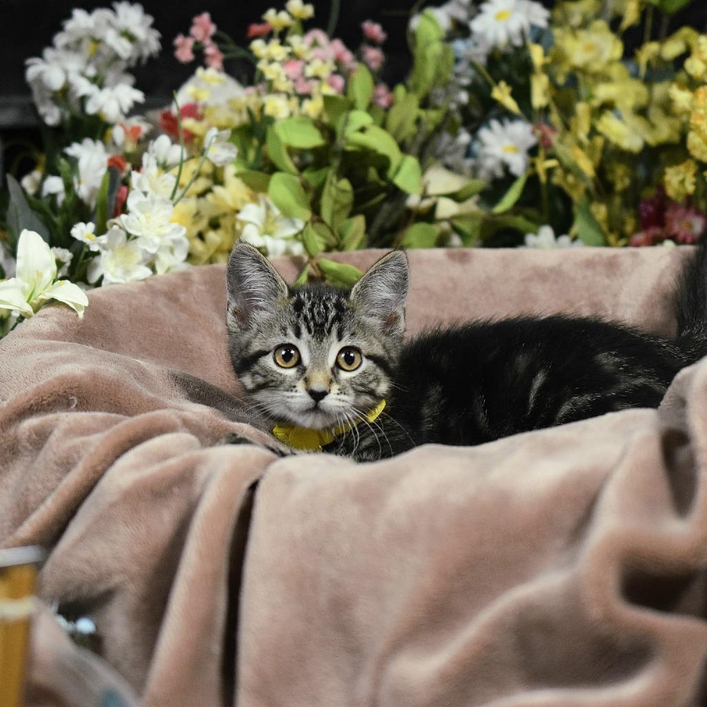 Little Sister, Adoptable, Kitten Female Domestic Short Hair.