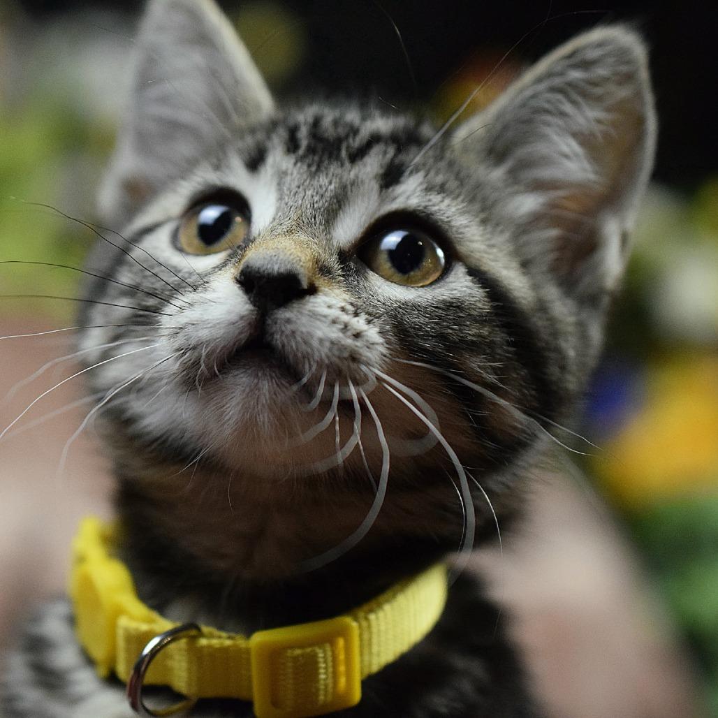 Little Sister, a Adoptable Domestic Short Hair in Springfield, MO image 2/4