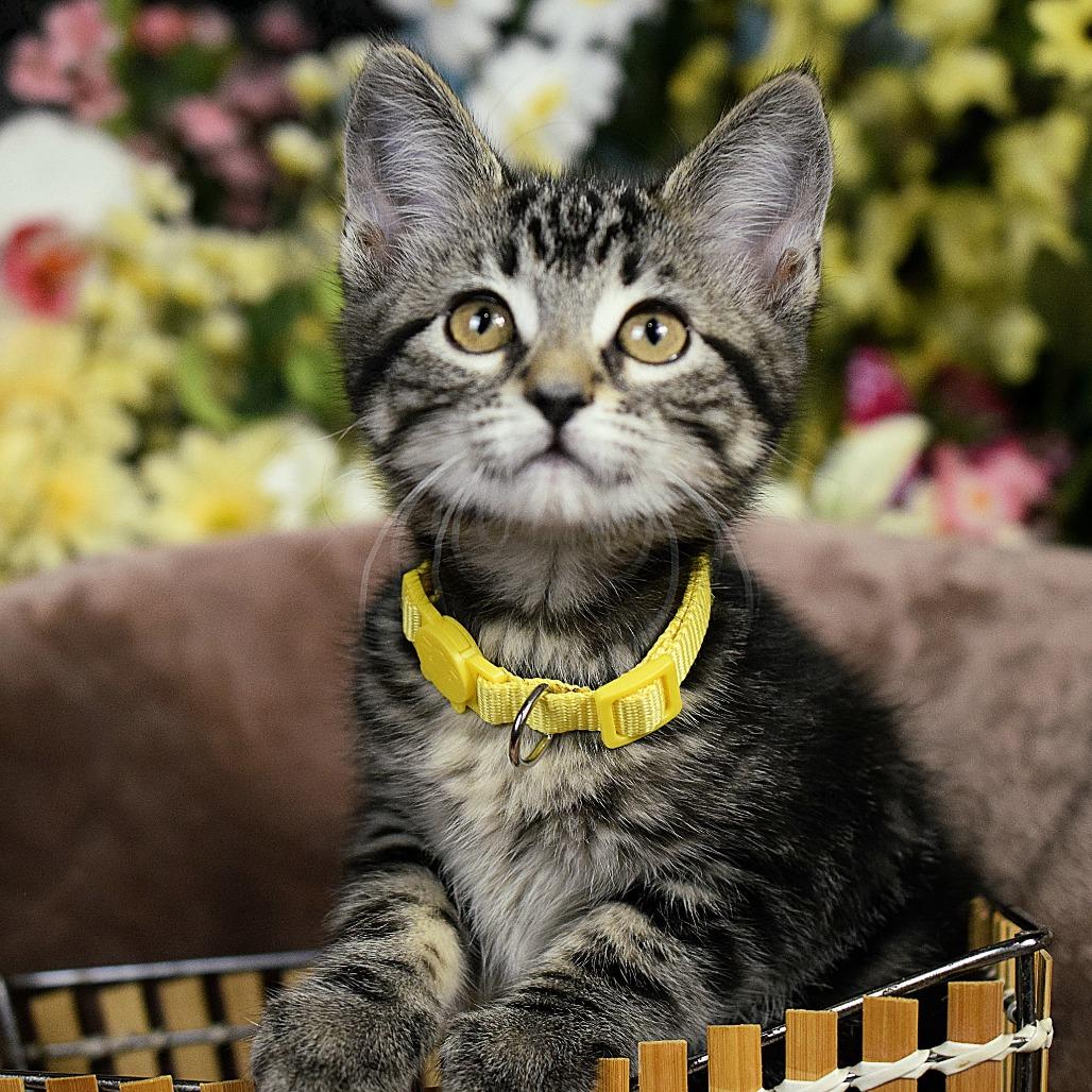 Little Sister, a Adoptable Domestic Short Hair in Springfield, MO image 3/4