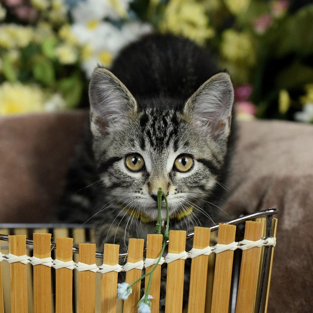 Little Sister, a Adoptable Domestic Short Hair in Springfield, MO image 4/4