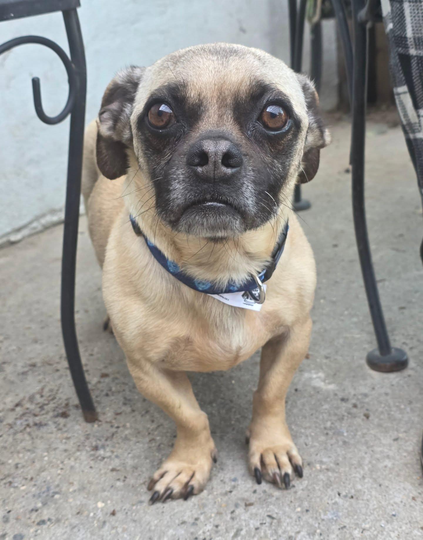 Pongo, a ADOPTABLE mixed breed in Santa Clara, CA image 3/3
