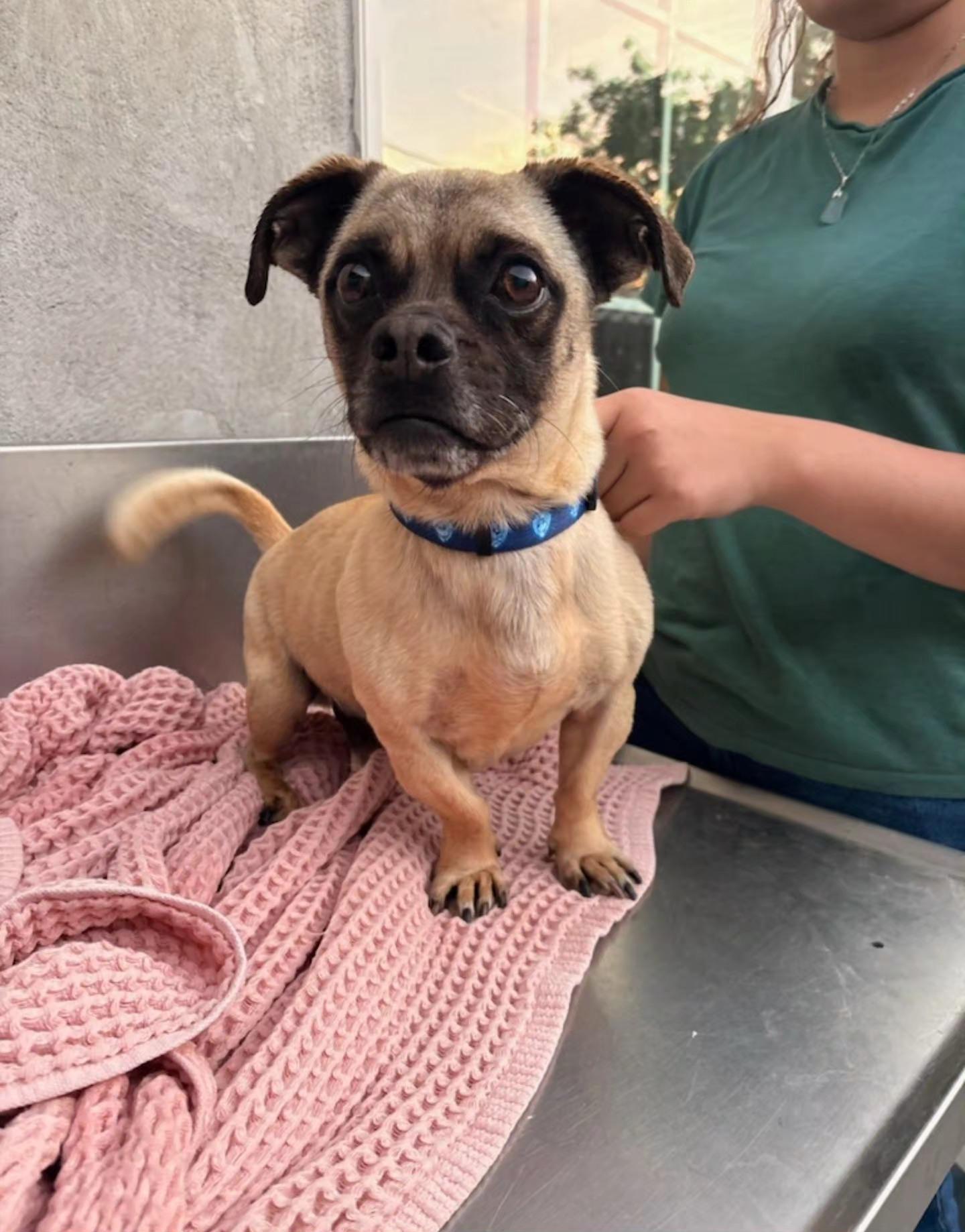 Pongo, ADOPTABLE, Adult Male Chihuahua & Pug.