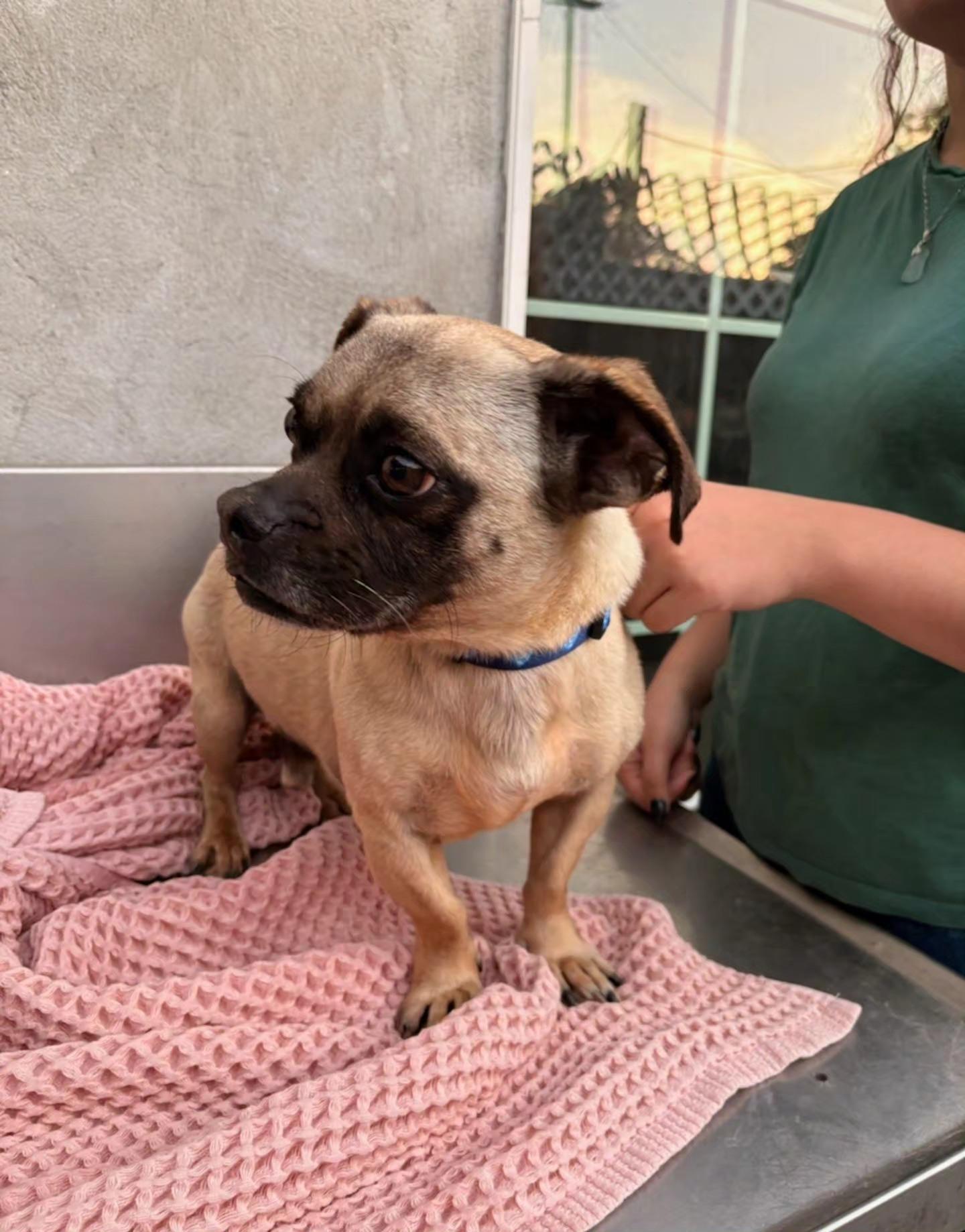 Pongo, a ADOPTABLE mixed breed in Santa Clara, CA image 2/3