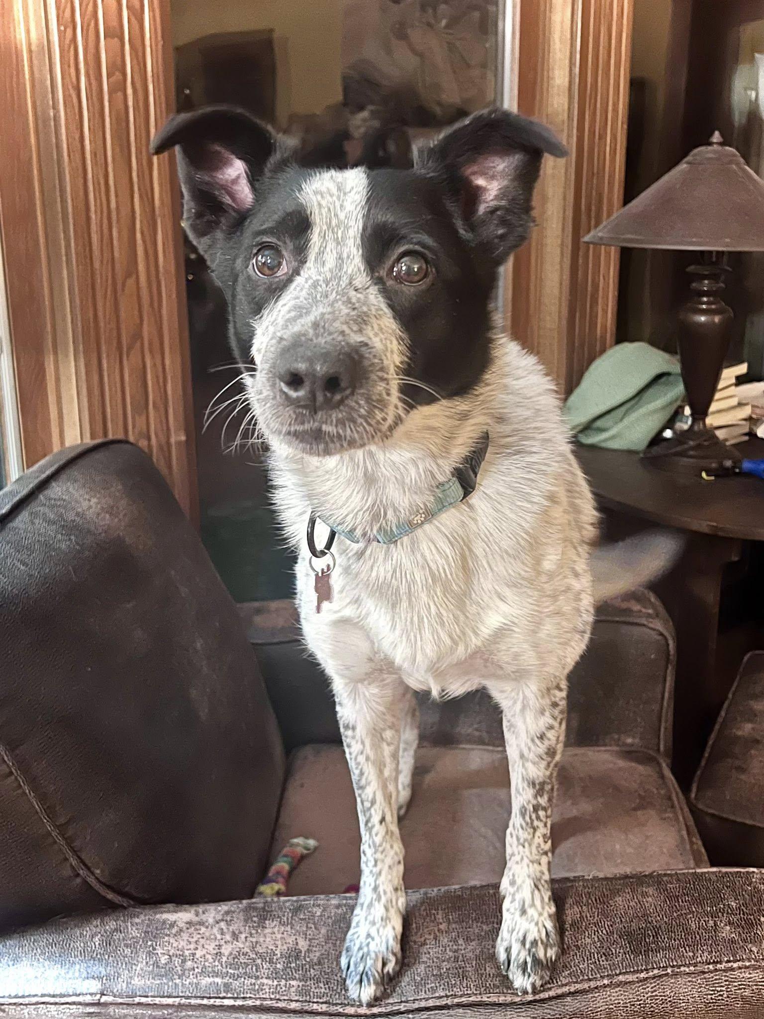 Enlarge Bennett - adopted!, an adopted mixed breed in Minneapolis, MN image 1/1