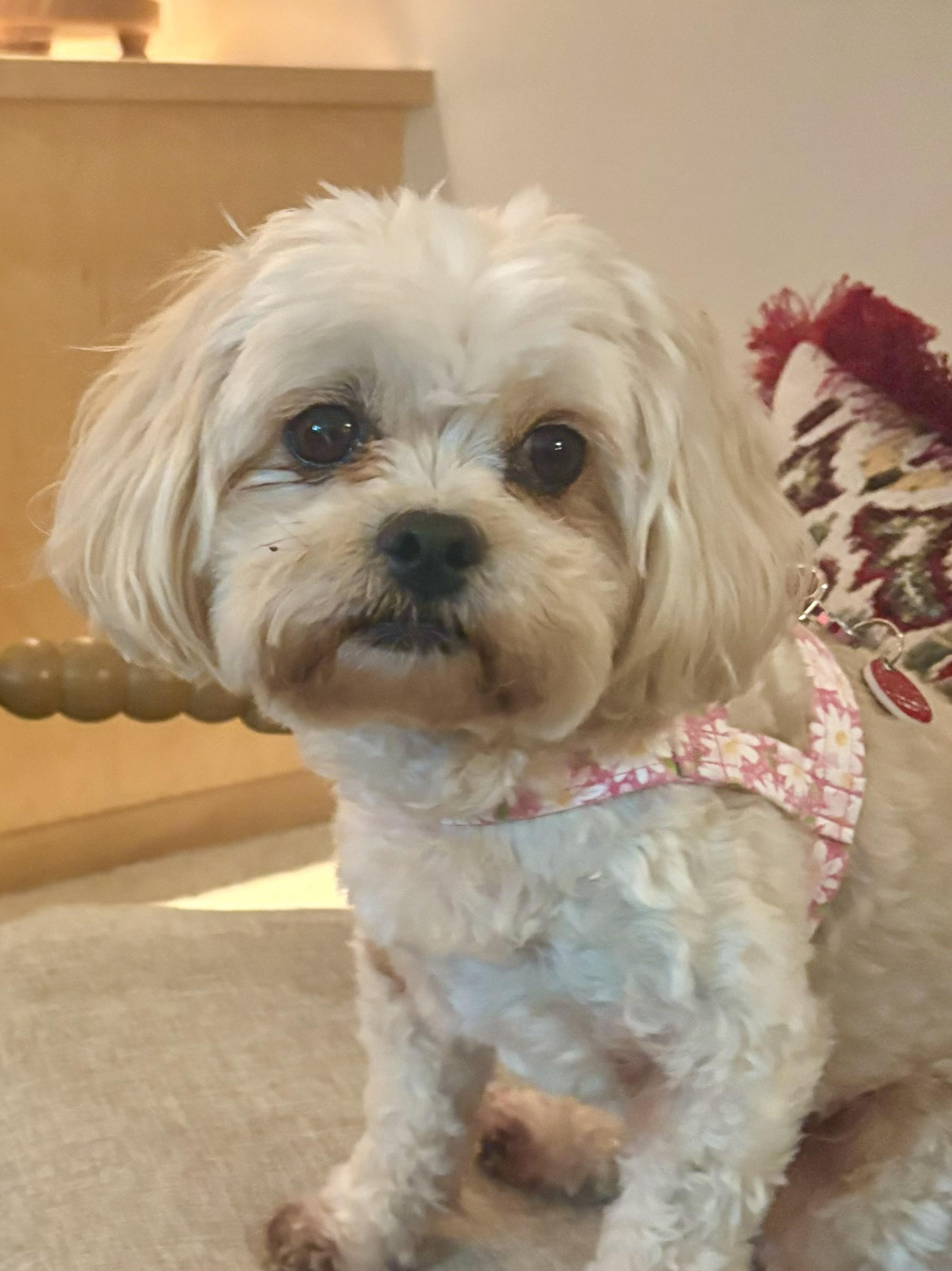 Enlarge LEXI, a ADOPTABLE mixed breed in Eden Prairie, MN image 3/3