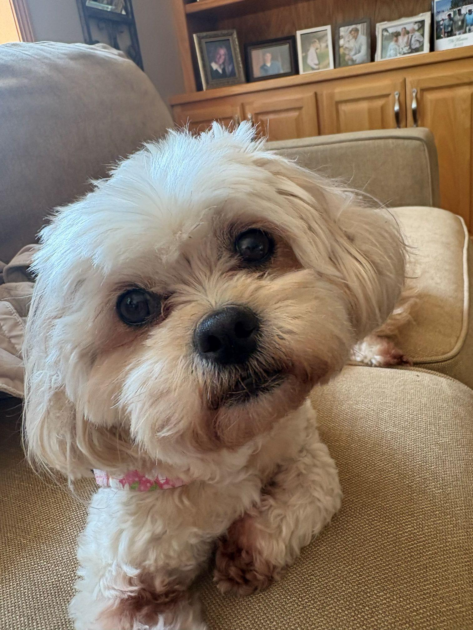 Enlarge LEXI, a ADOPTABLE mixed breed in Eden Prairie, MN image 2/3