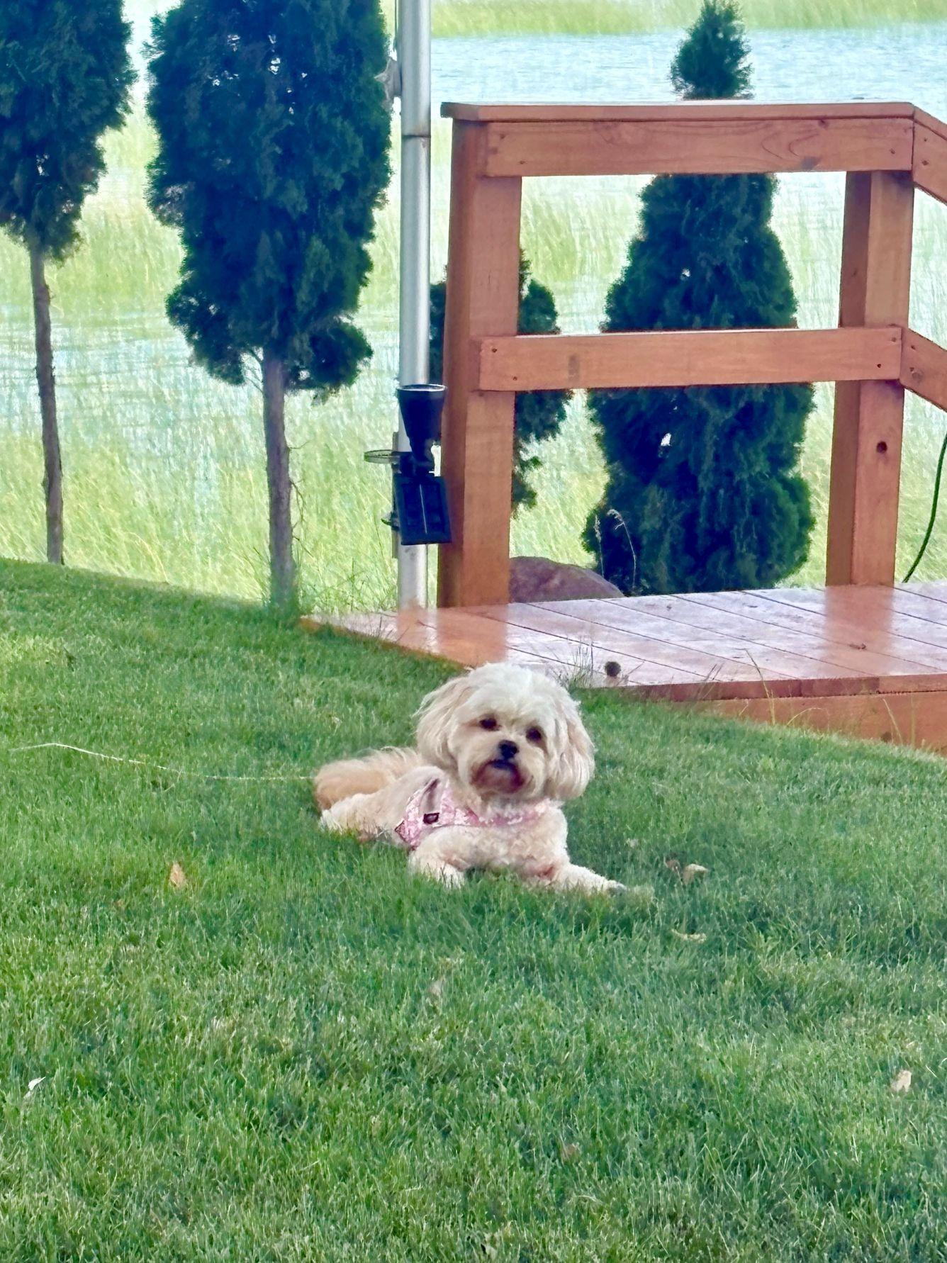 LEXI, ADOPTABLE, Adult Female Shih Tzu & Poodle (Toy).