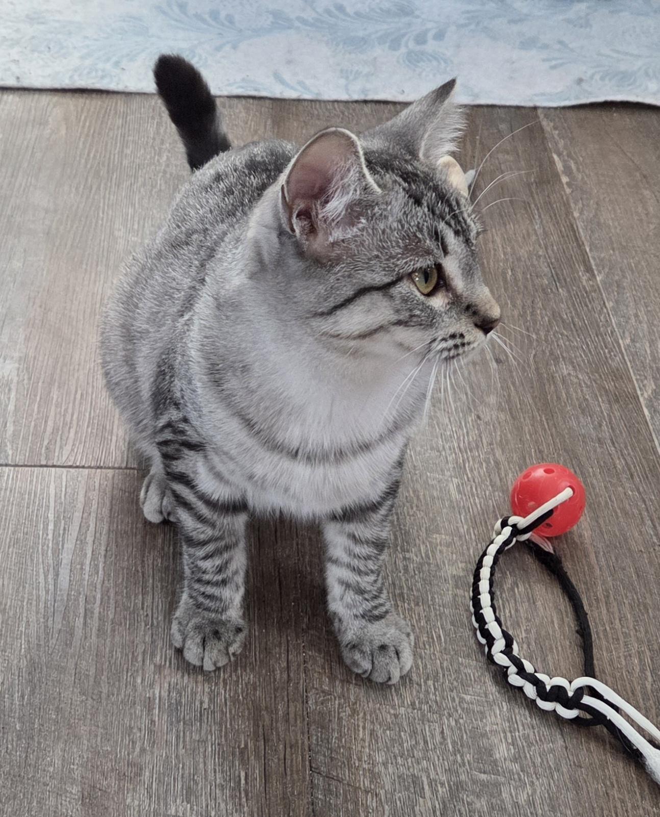 Hera, Adoptable, Young Female Tiger & Tabby.