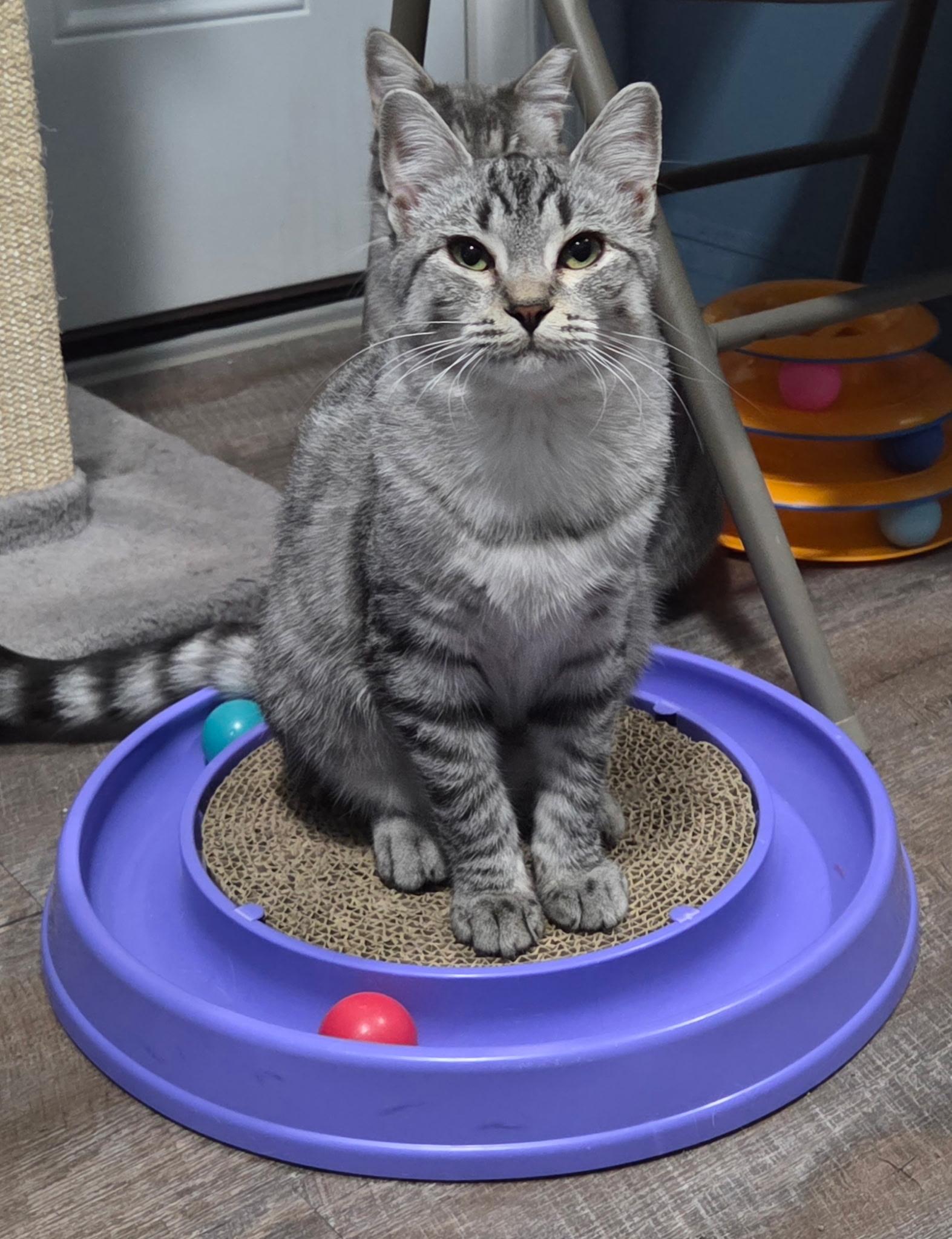 Enlarge Hera, a Adoptable mixed breed in Macomb, MI image 1/5