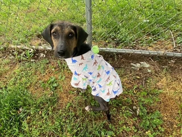 Enlarge Legend, a ADOPTABLE mixed breed in Fayetteville, AR image 2/5