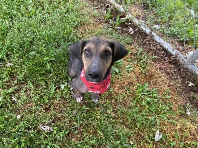 Enlarge Legend, a ADOPTABLE mixed breed in Fayetteville, AR image 3/5