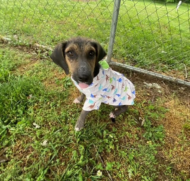 Enlarge Legend, a ADOPTABLE mixed breed in Fayetteville, AR image 4/5