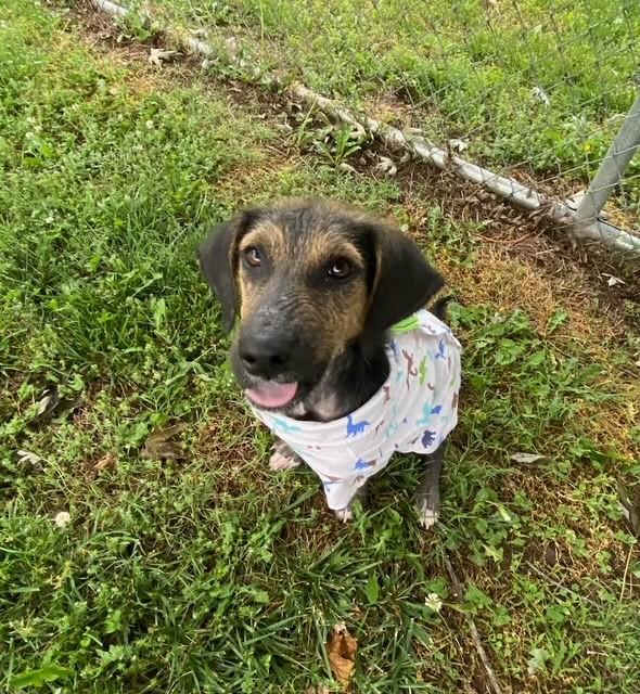 Enlarge Legend, a ADOPTABLE mixed breed in Fayetteville, AR image 5/5