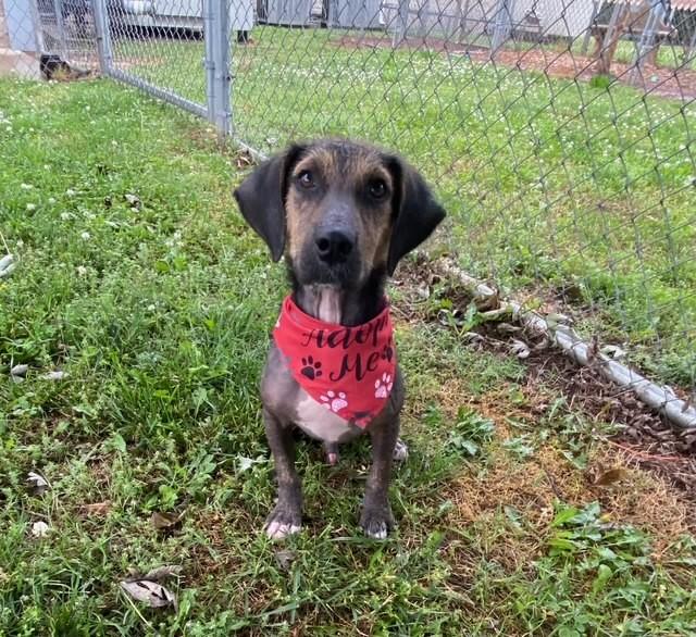 Legend, ADOPTABLE, Young Male Hound.