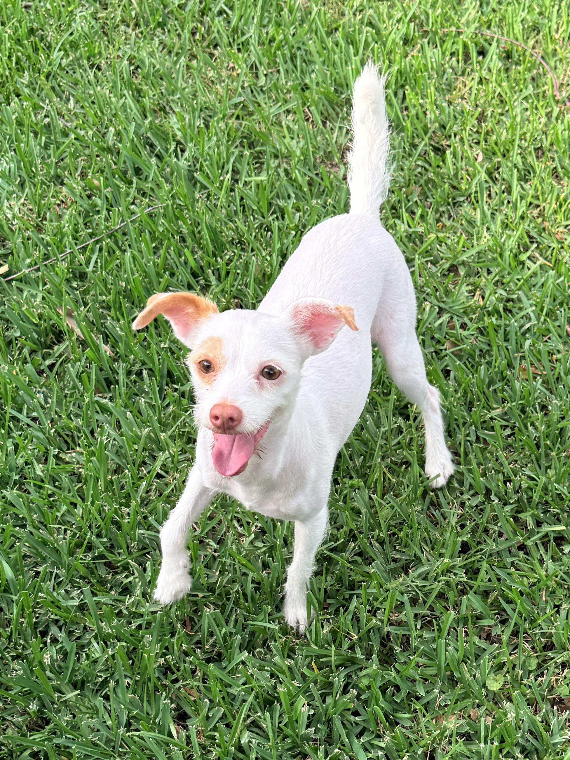 Matilda/Keri, an adoptable mixed breed in Houston, TX image 4/6