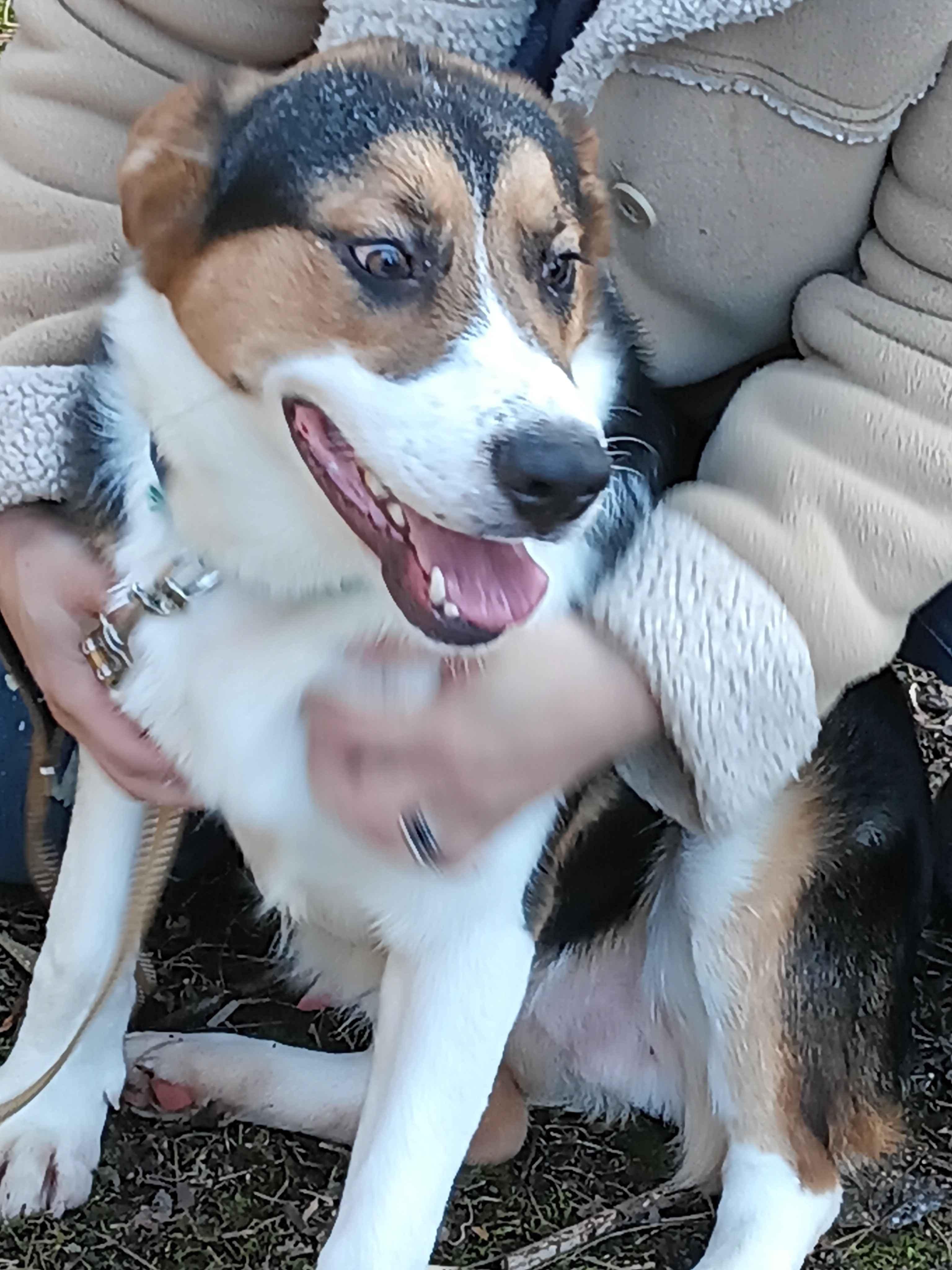 Heinz, a ADOPTABLE mixed breed in Roanoke, VA image 3/4