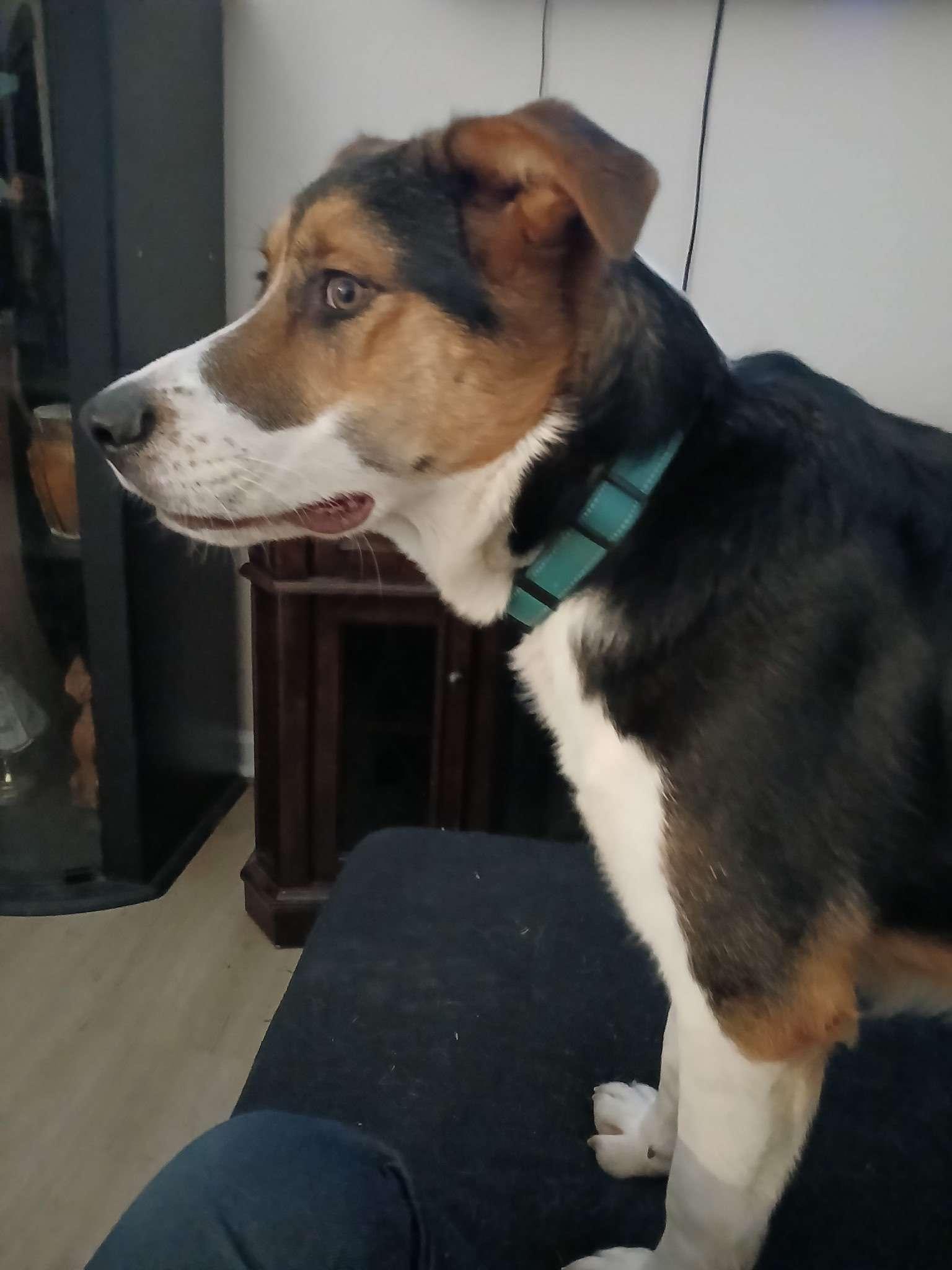 Heinz, a ADOPTABLE mixed breed in Roanoke, VA image 4/4