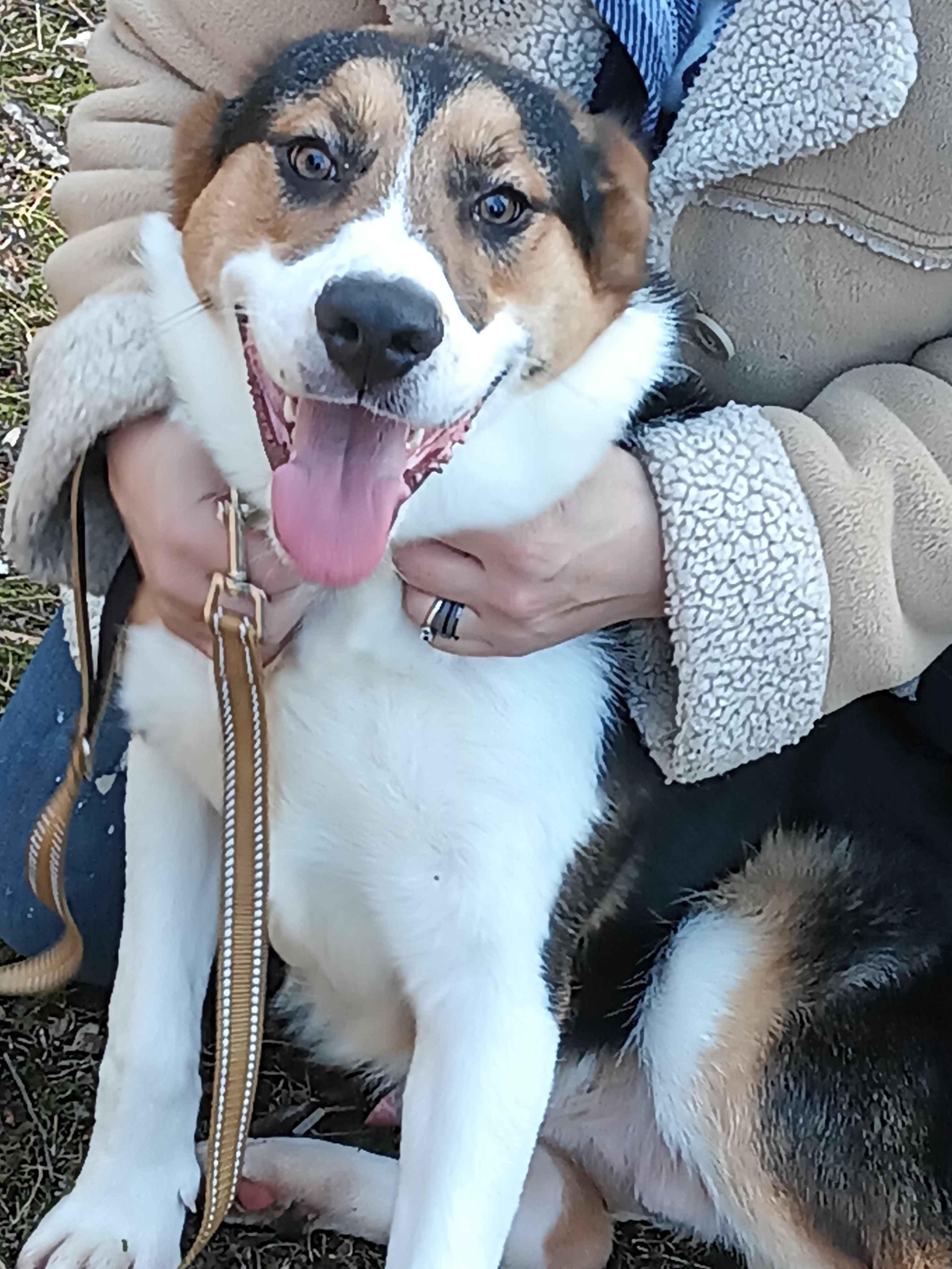 Heinz, a ADOPTABLE mixed breed in Roanoke, VA image 1/4