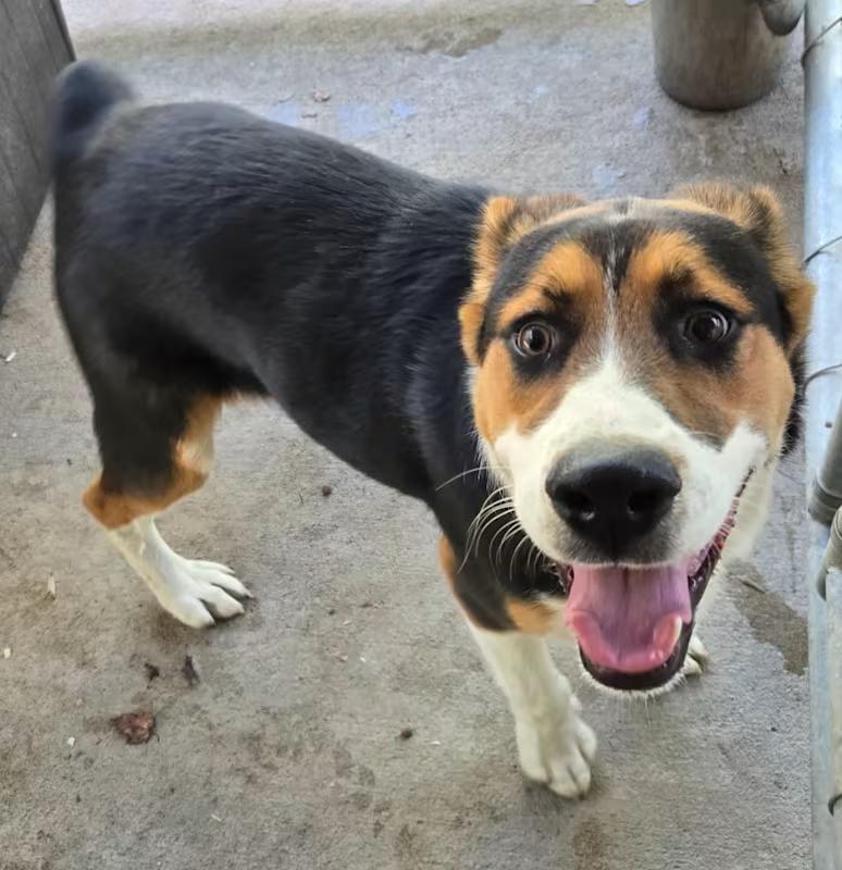 Enlarge Heinz, a ADOPTABLE mixed breed in Roanoke, VA image 1/1