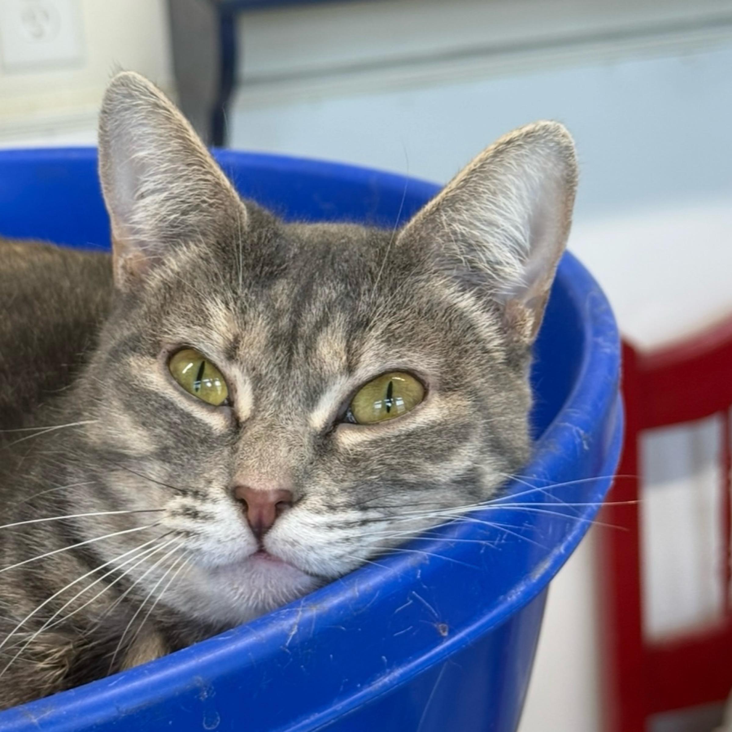 Tripp — thumbnail 4