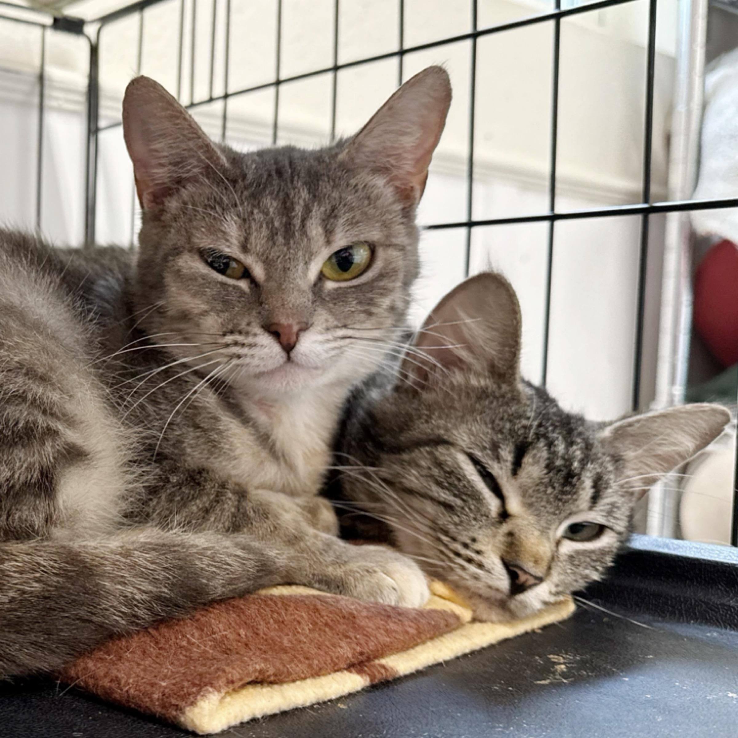 Tripp — thumbnail 6