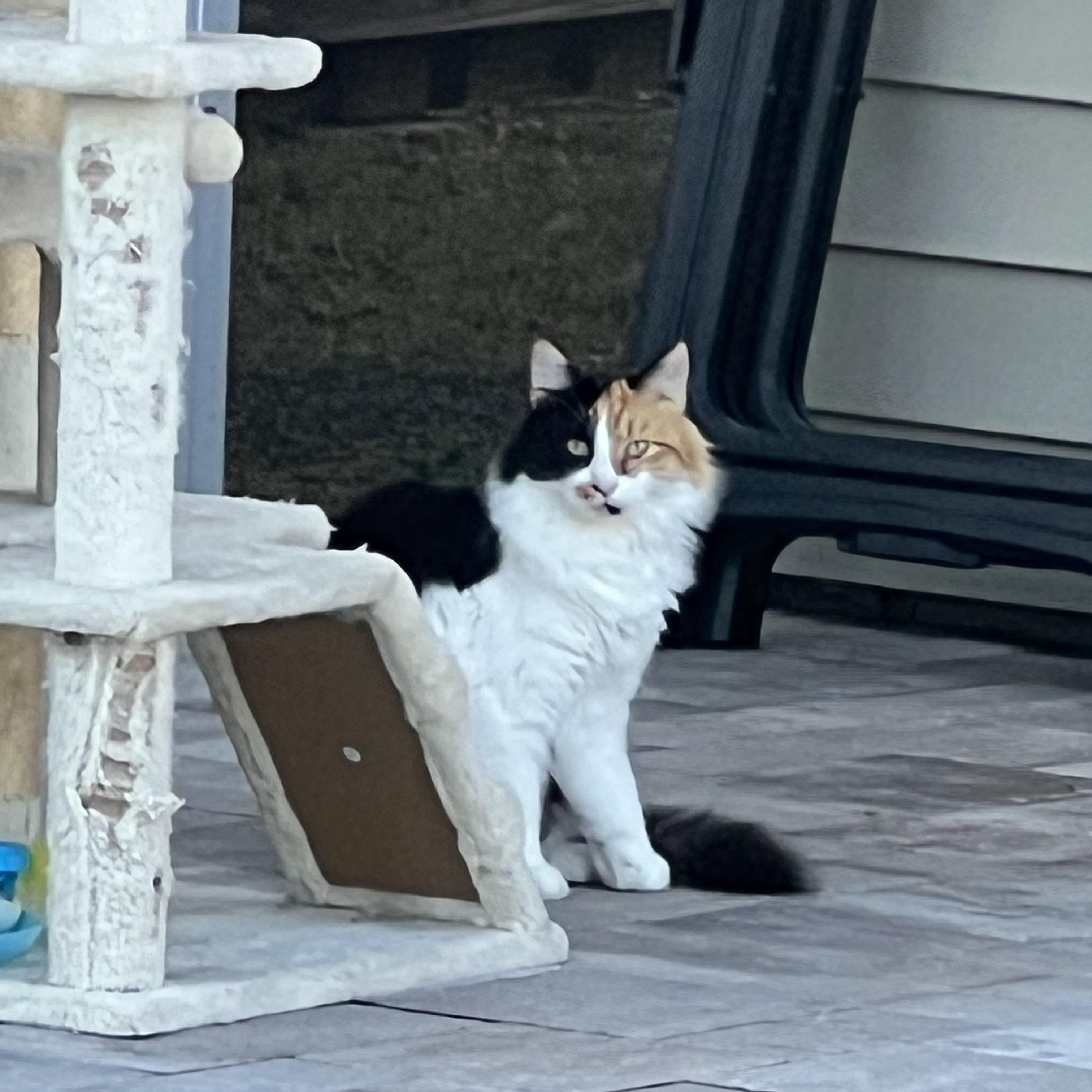 Mama ( bonded with son Otto), a Adoptable Calico in Tampa, FL image 6/6