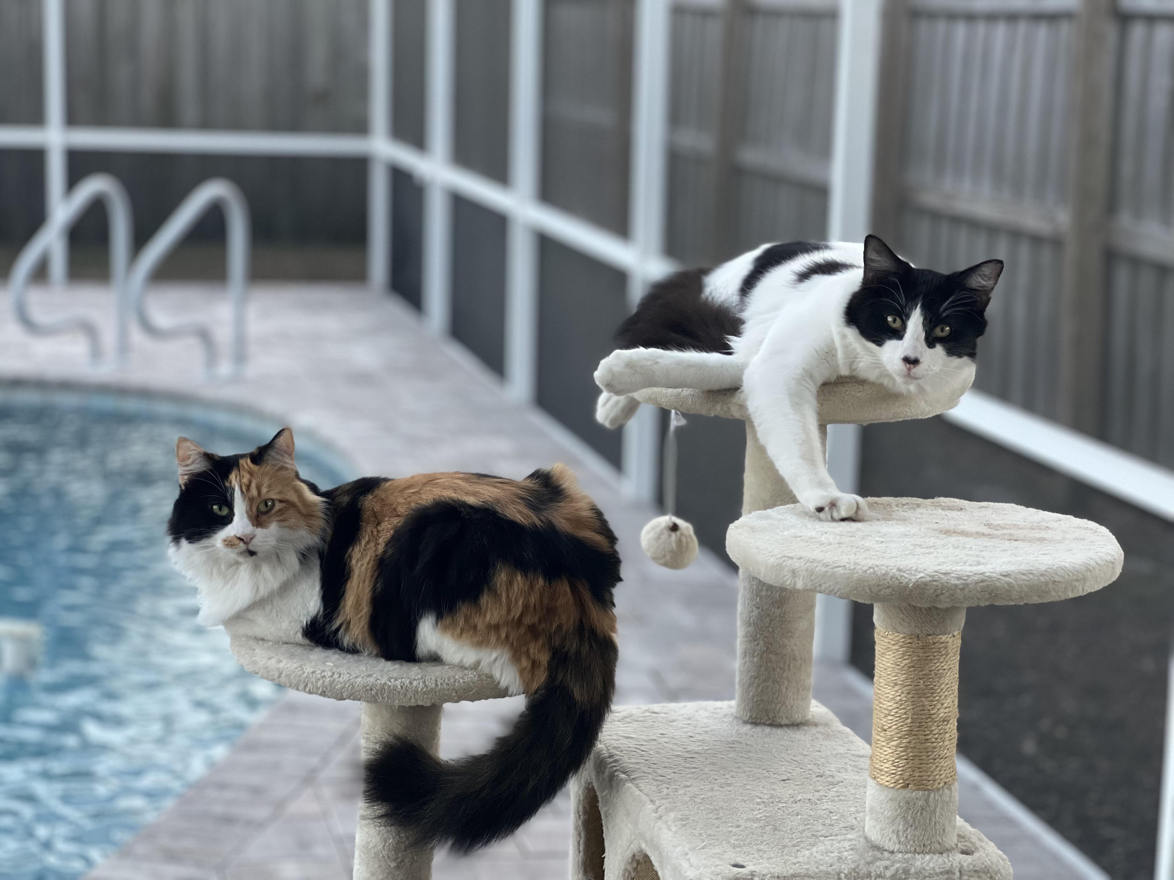 Mama ( bonded with son Otto), a Adoptable Calico in Tampa, FL image 4/6